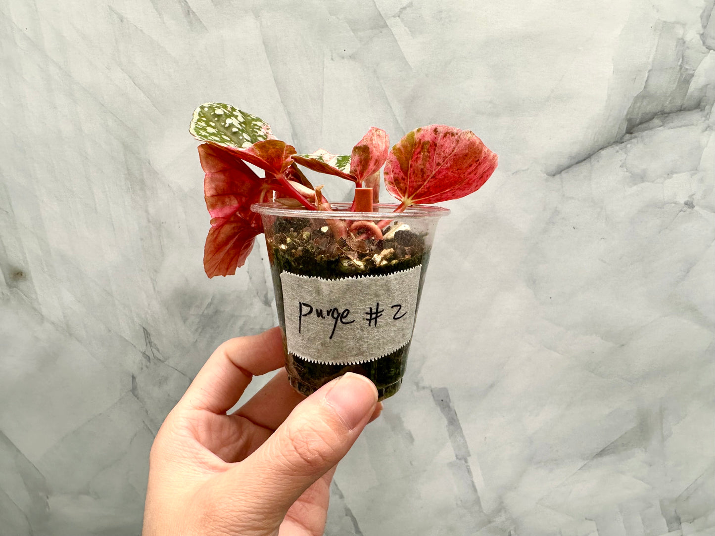 Purge - Begonia Snow Capped Variegated Rooted Plant #p2