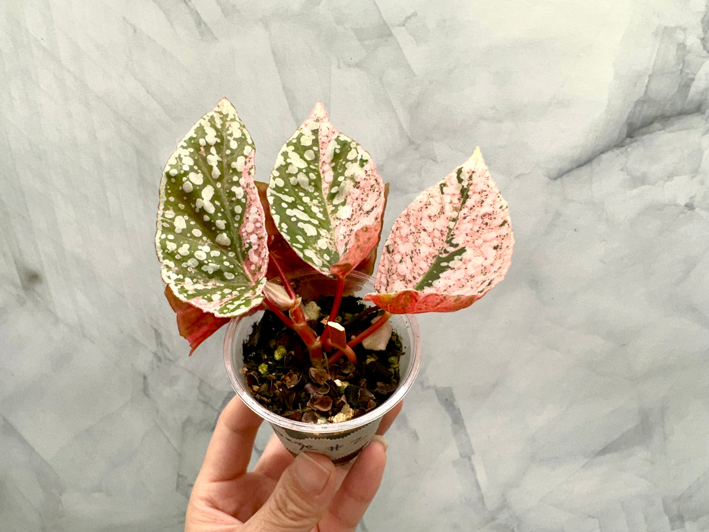 Purge - Begonia Snow Capped Variegated Rooted Plant #p2