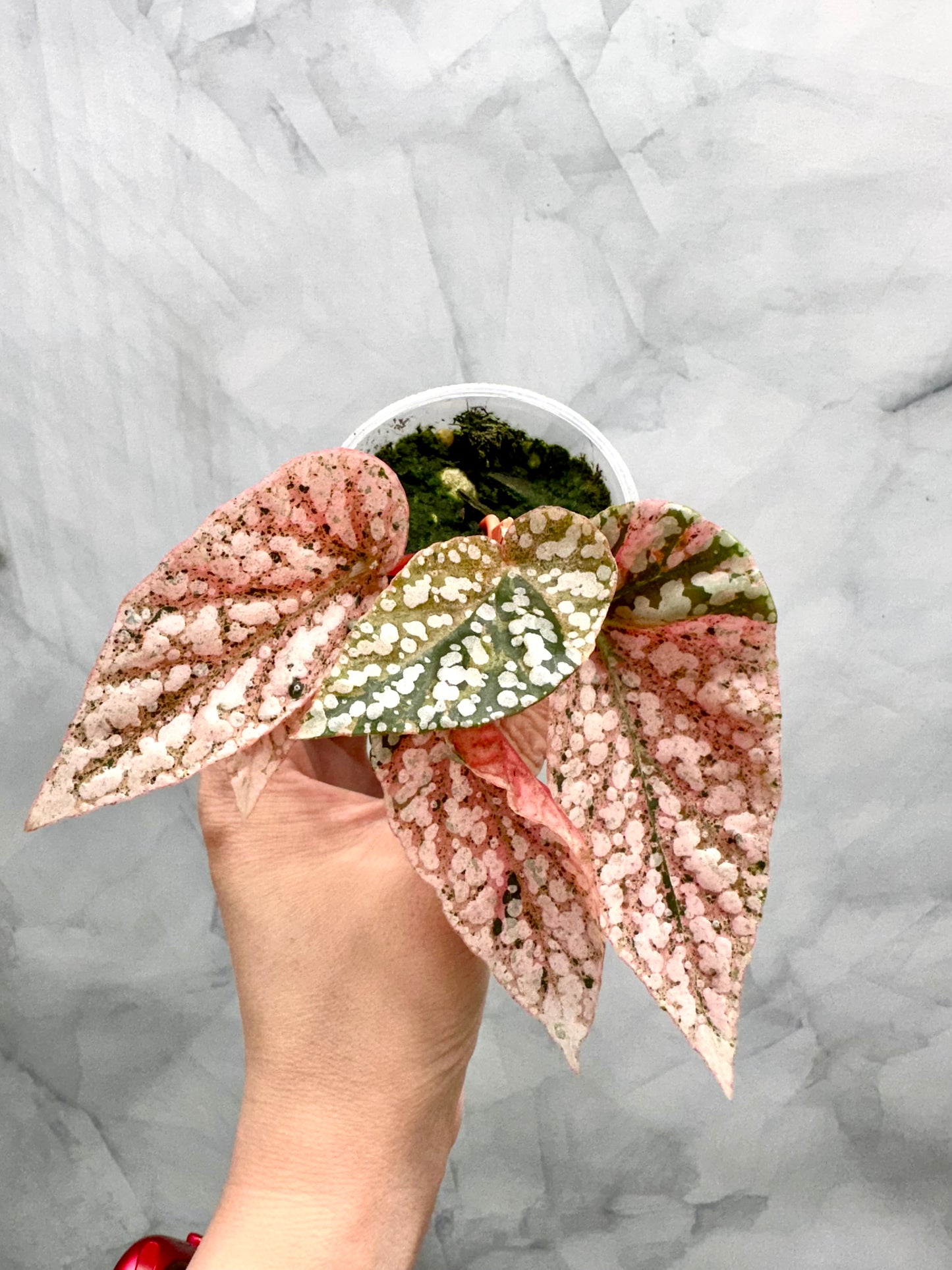 Purge - Begonia Snow Capped Variegated Rooted Plant #p3