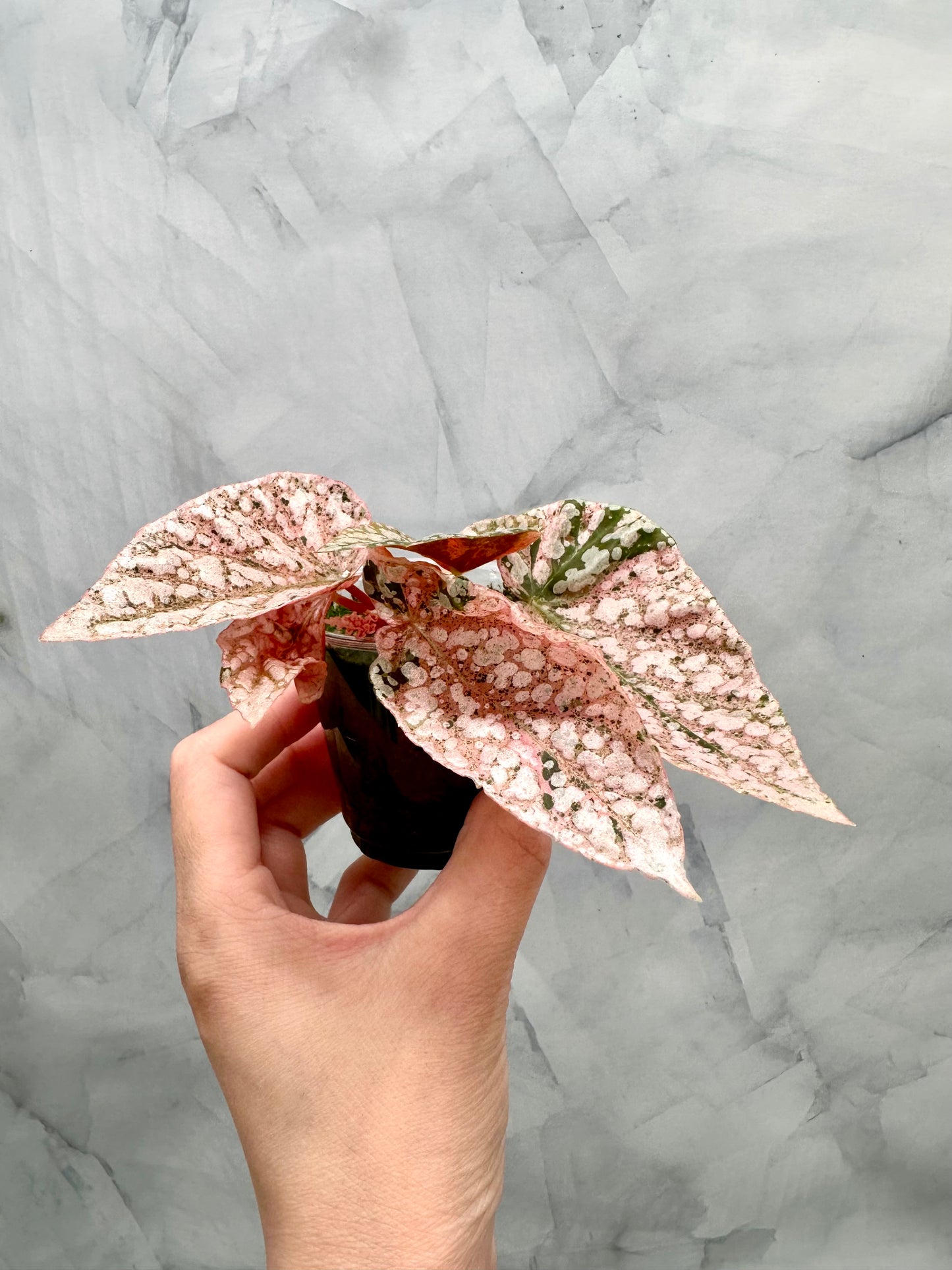 Purge - Begonia Snow Capped Variegated Rooted Plant #p3