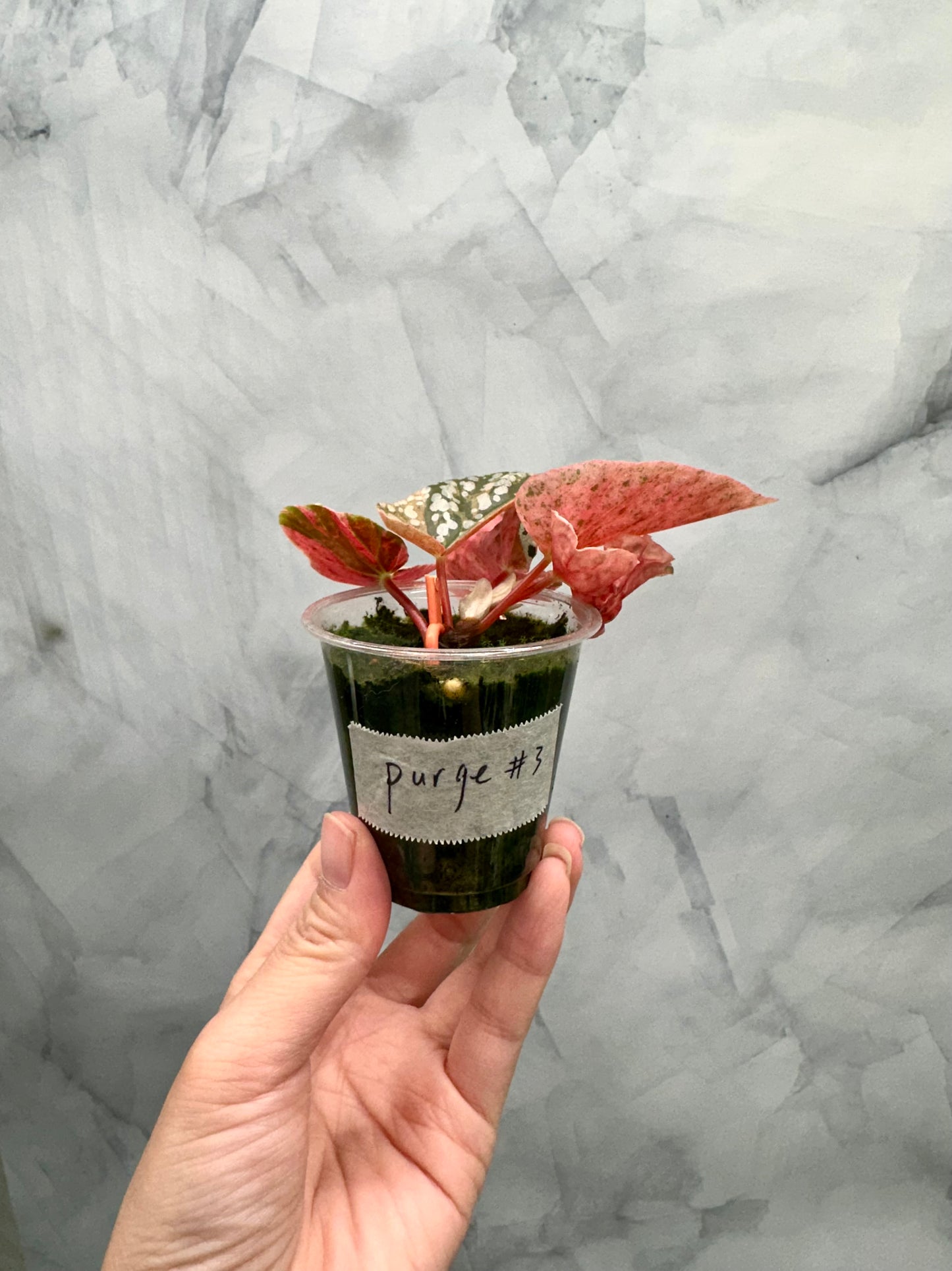 Purge - Begonia Snow Capped Variegated Rooted Plant #p3
