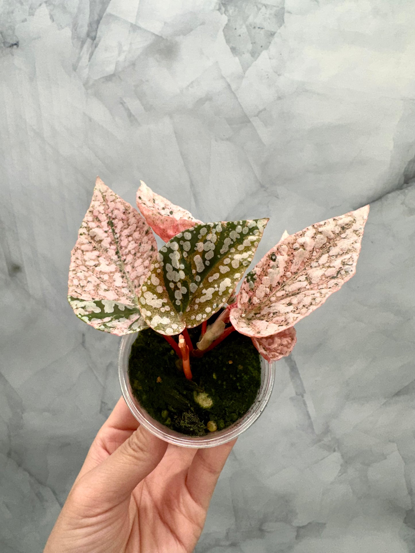 Purge - Begonia Snow Capped Variegated Rooted Plant #p3