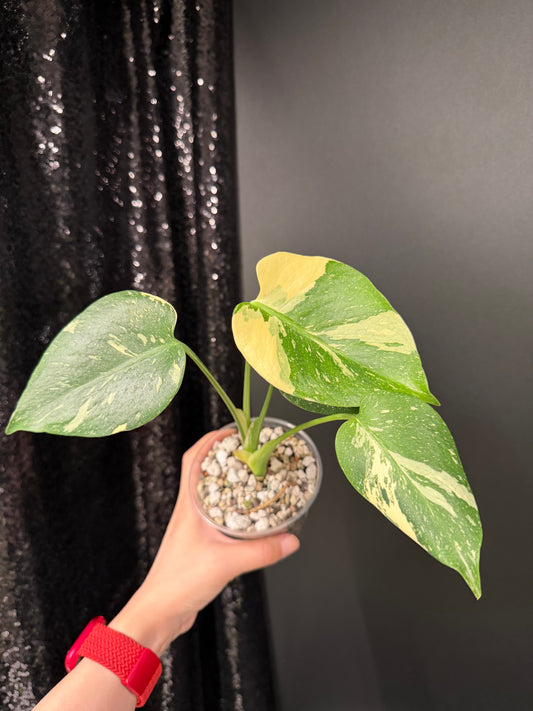 Monstera Thai Con