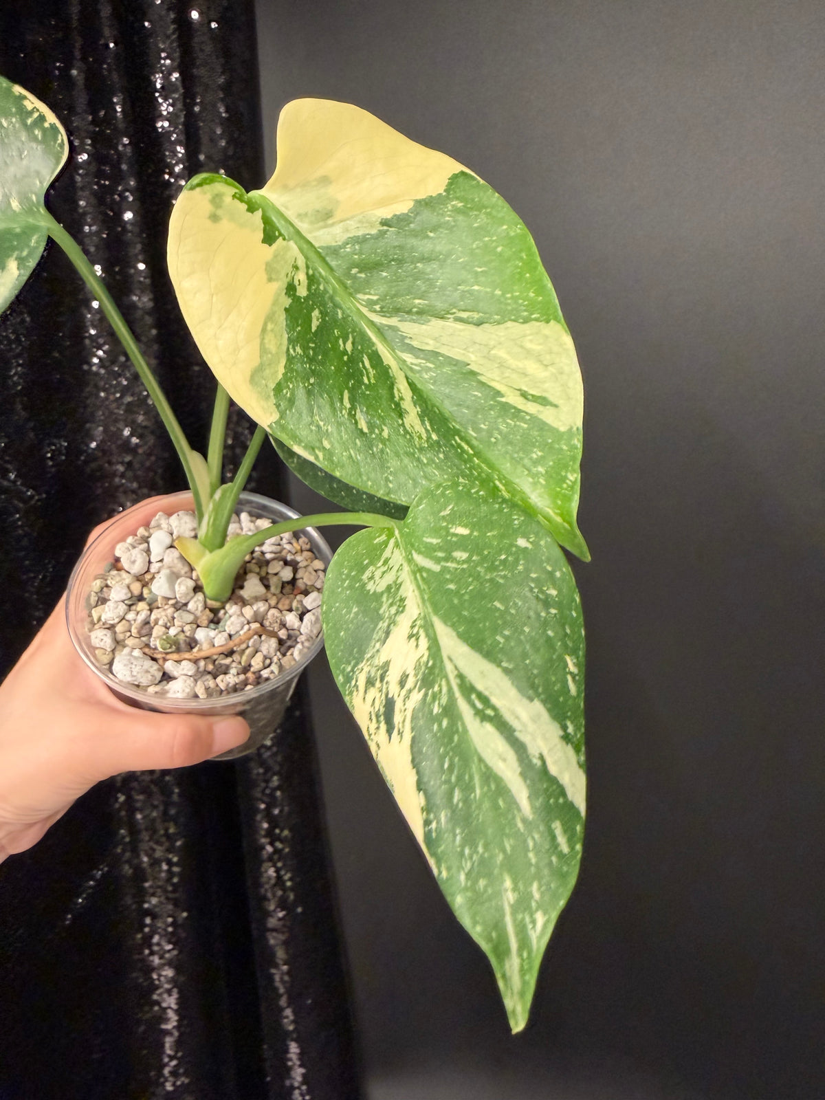 Monstera Thai Con