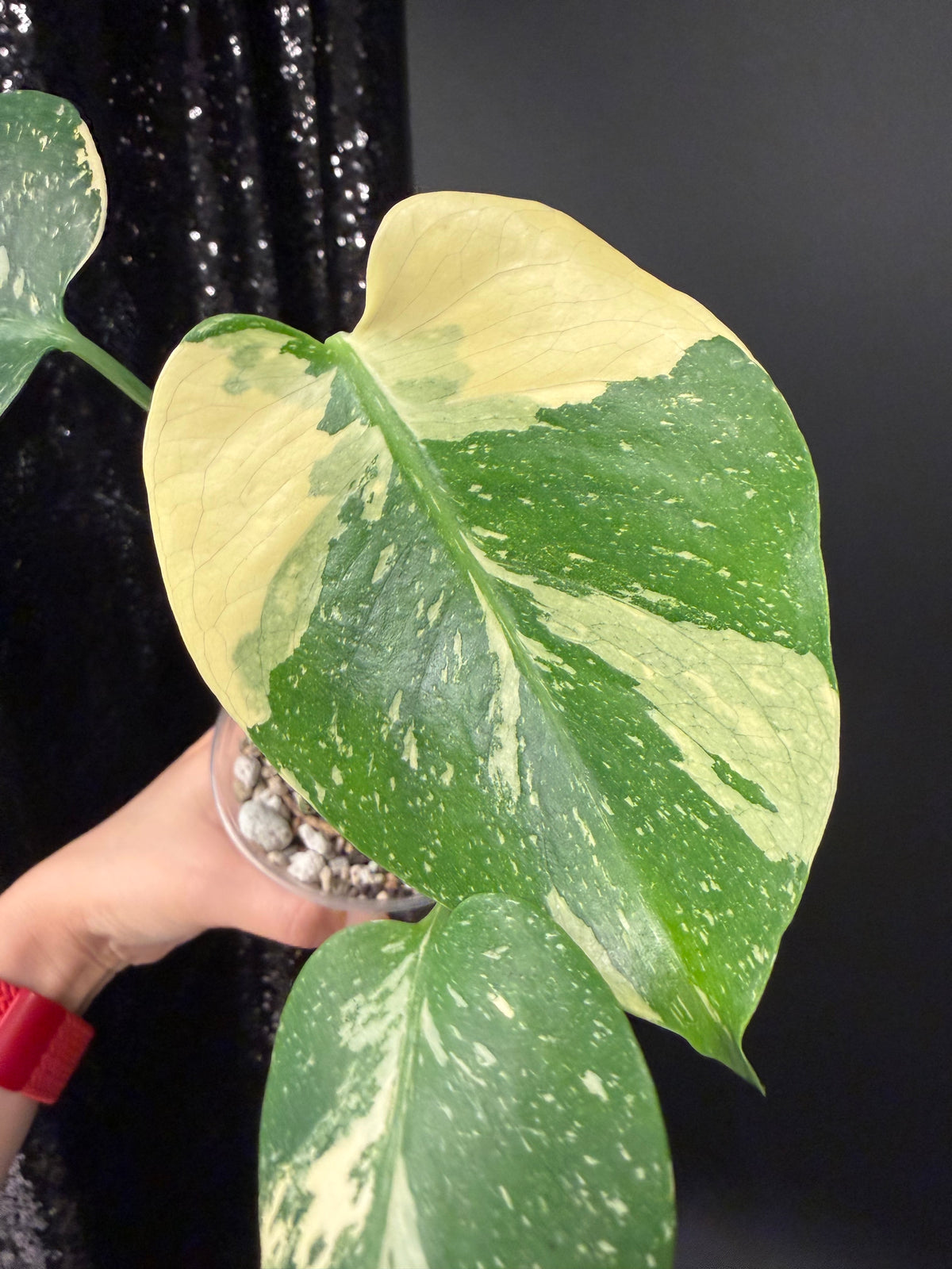 Monstera Thai Con