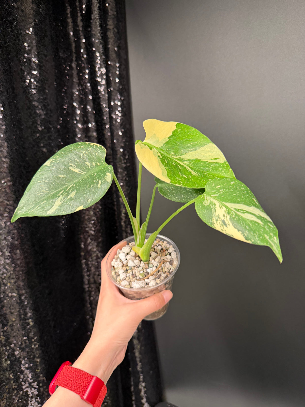 Monstera Thai Con