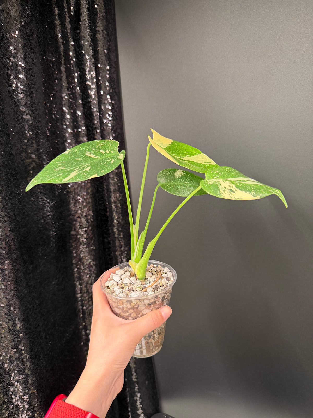 Monstera Thai Con