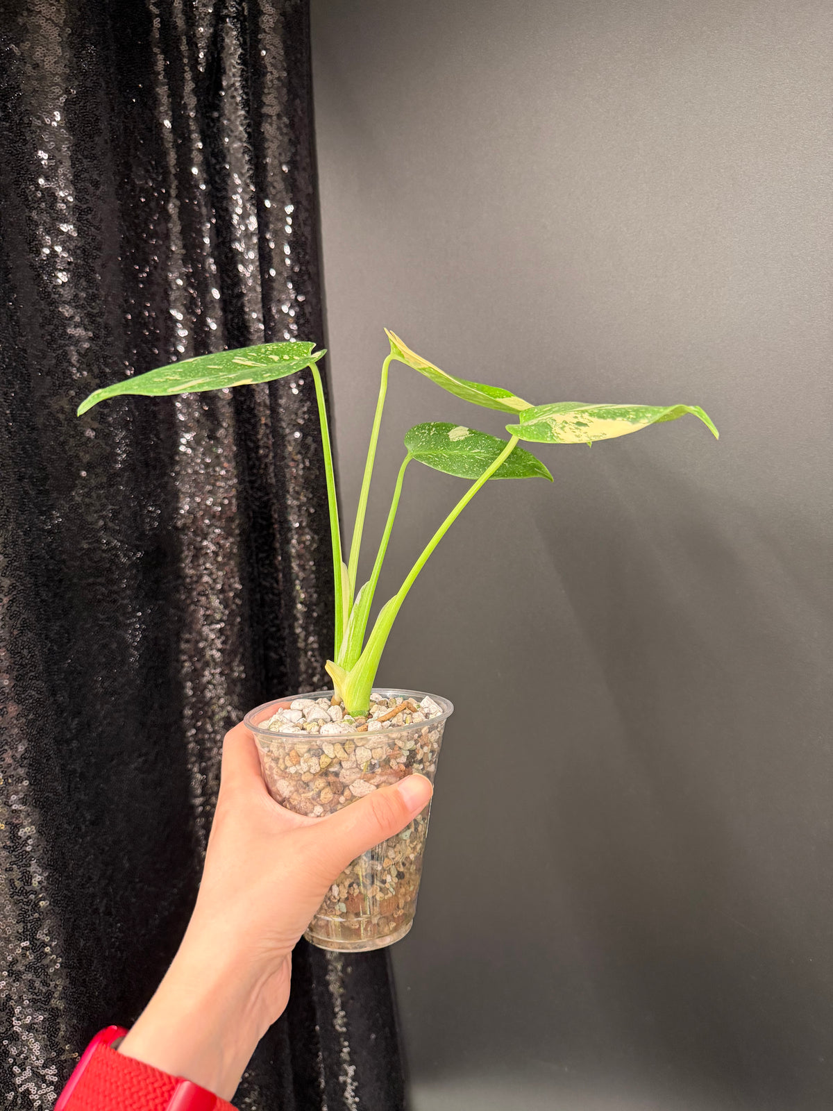 Monstera Thai Con