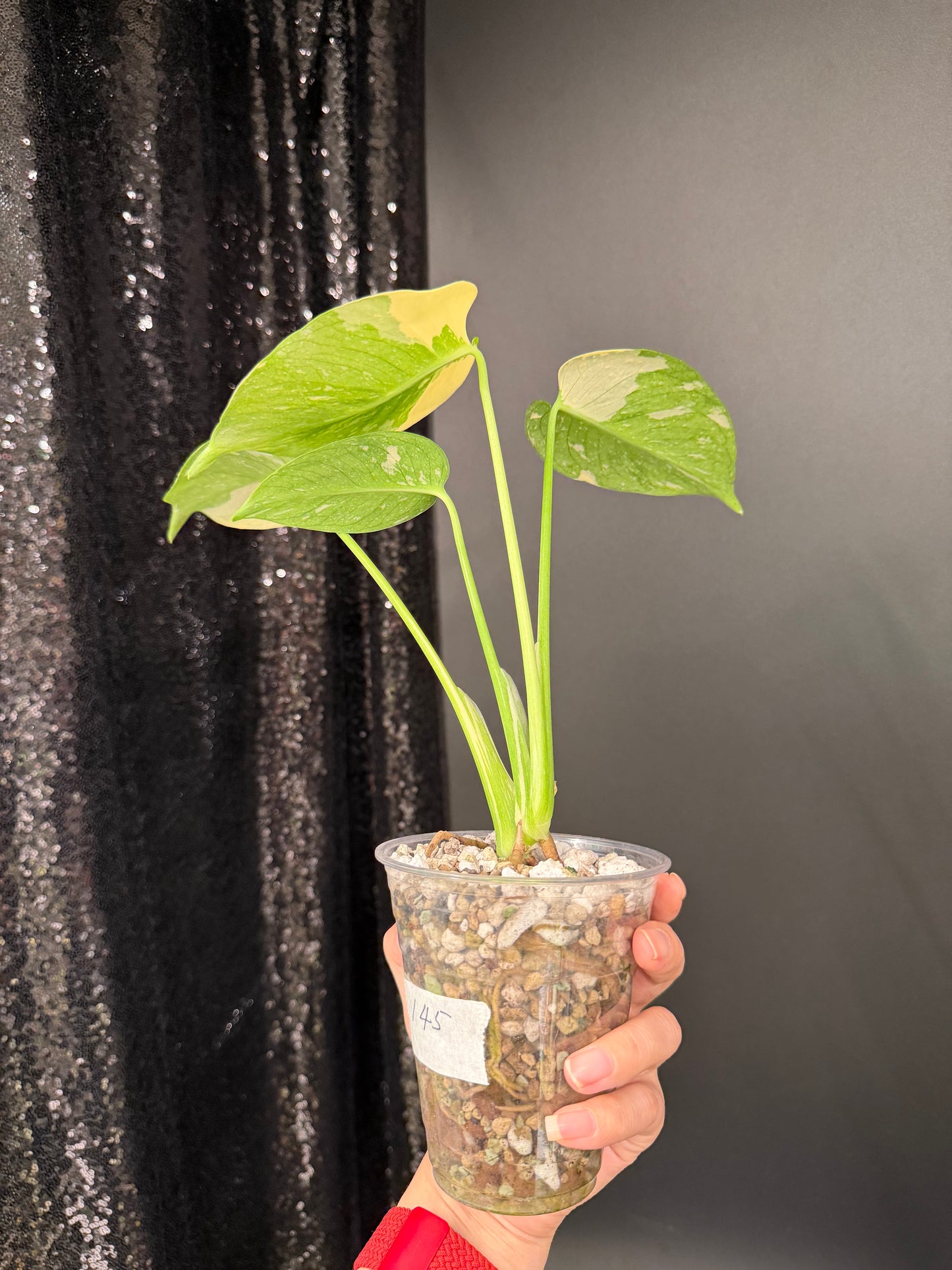 Monstera Thai Con