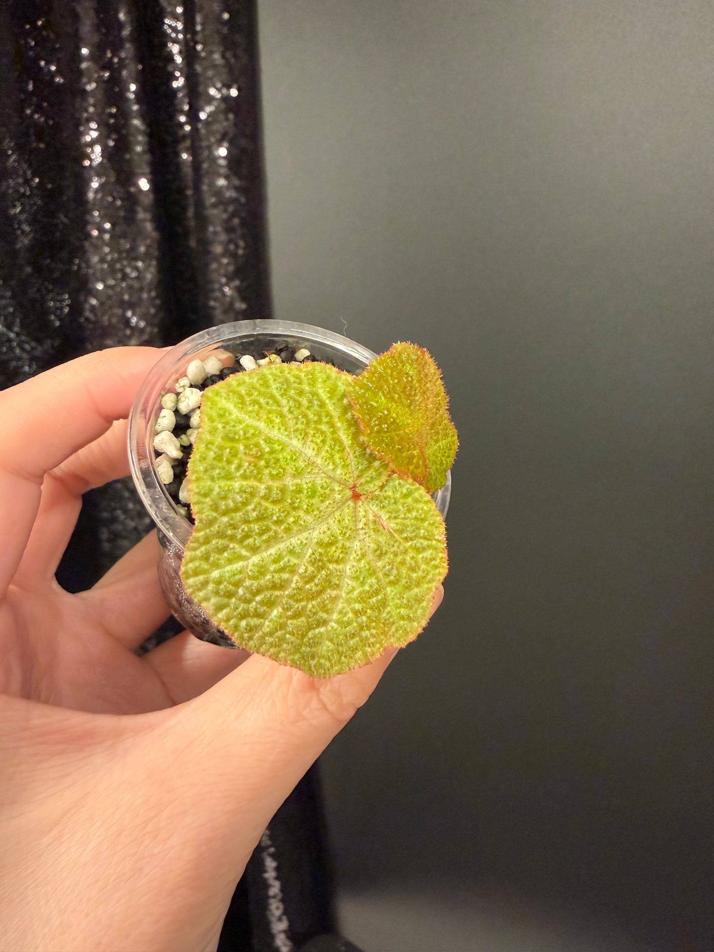 Begonia Soli-mutata Variegated, Exact Starter