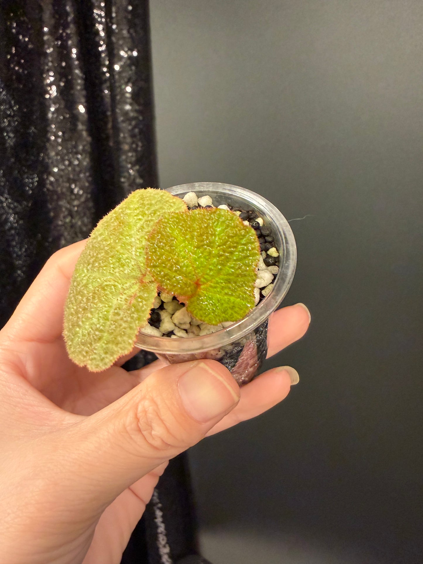 Begonia Soli-mutata Variegated, Exact Starter