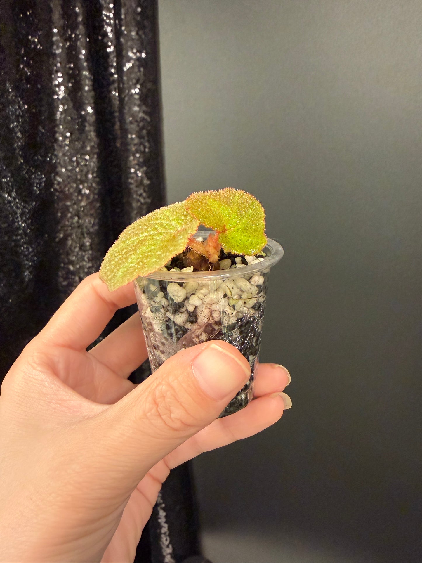 Begonia Soli-mutata Variegated, Exact Starter