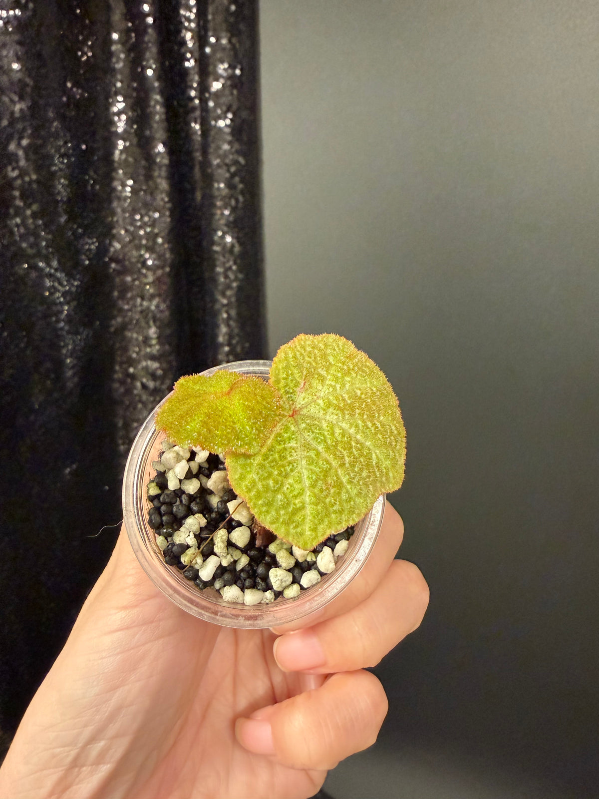 Begonia Soli-mutata Variegated, Exact Starter