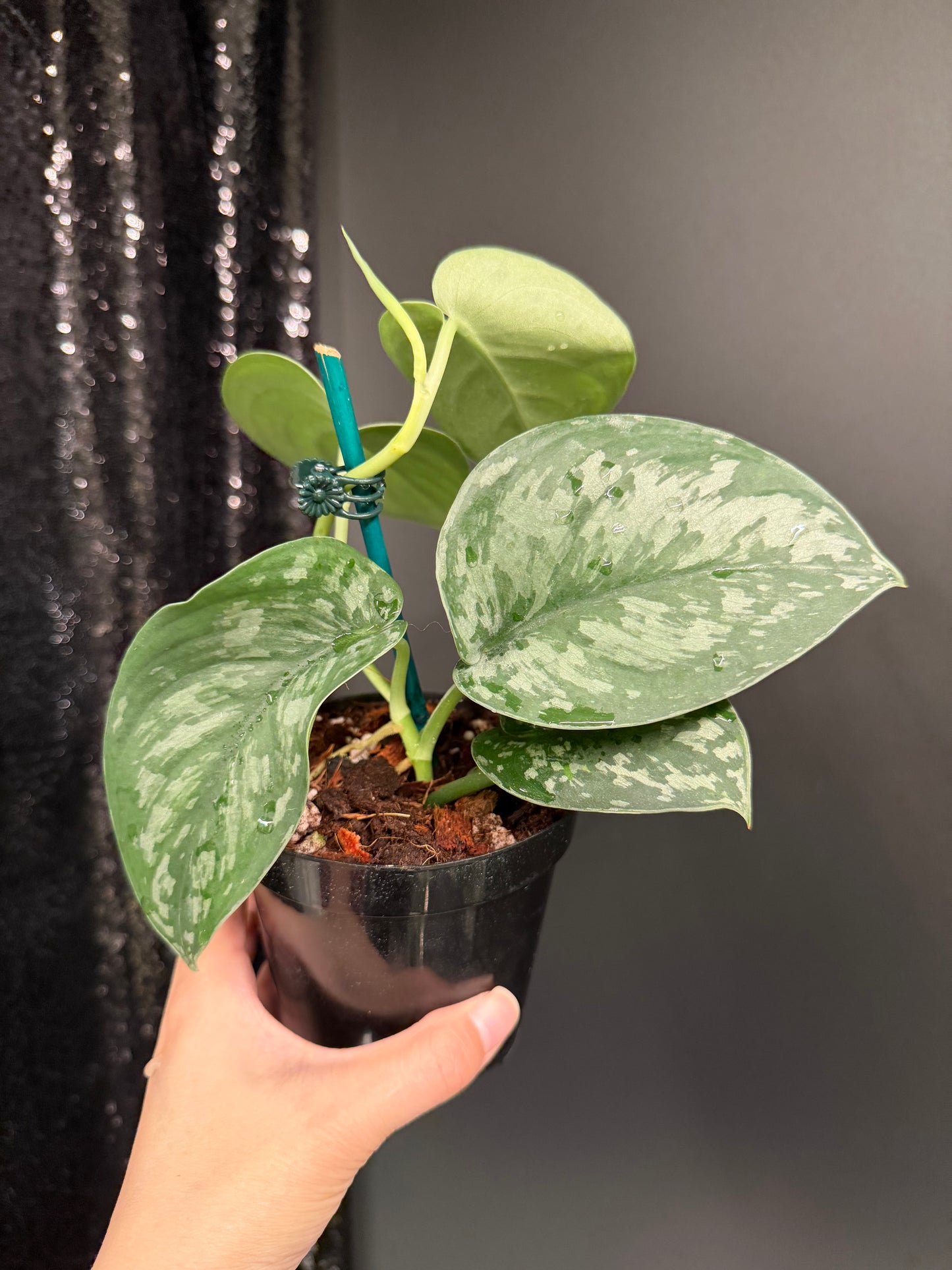 Scindapsus 'Army' Green