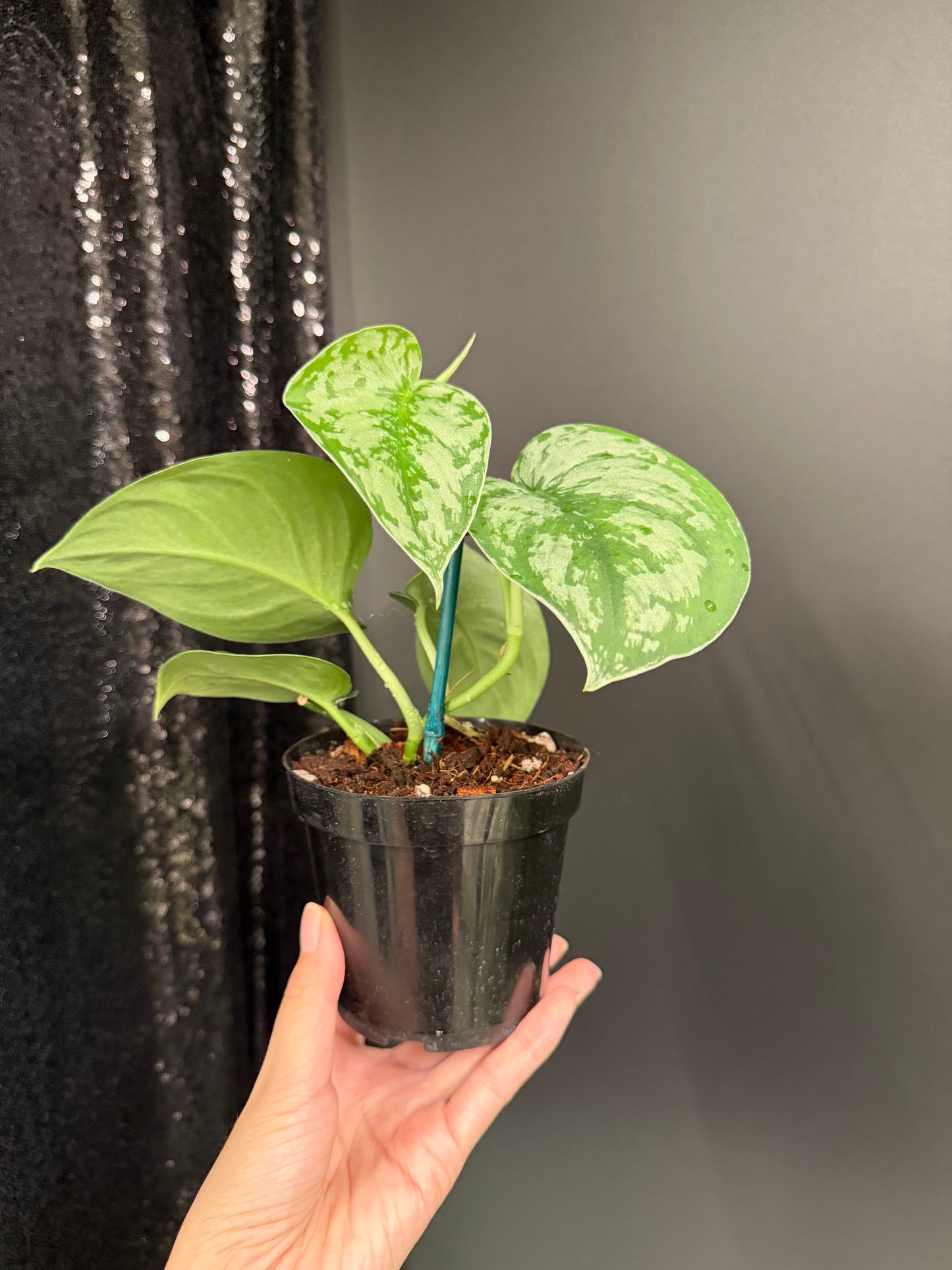 Scindapsus 'Army' Green