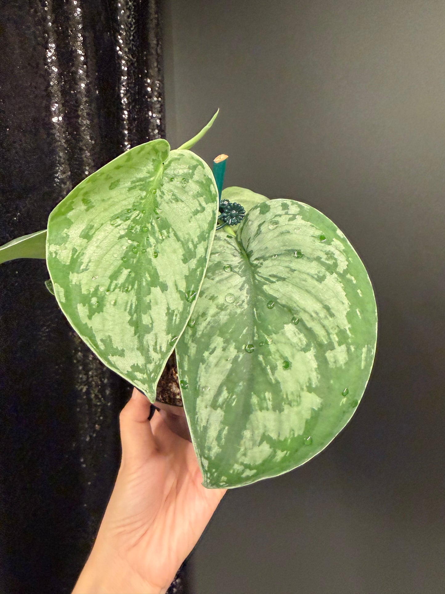 Scindapsus 'Army' Green