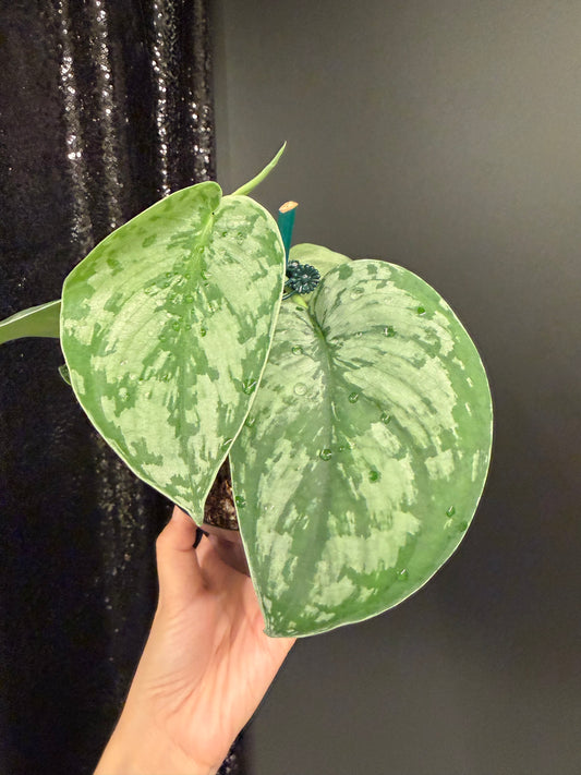 Scindapsus 'Army' Green