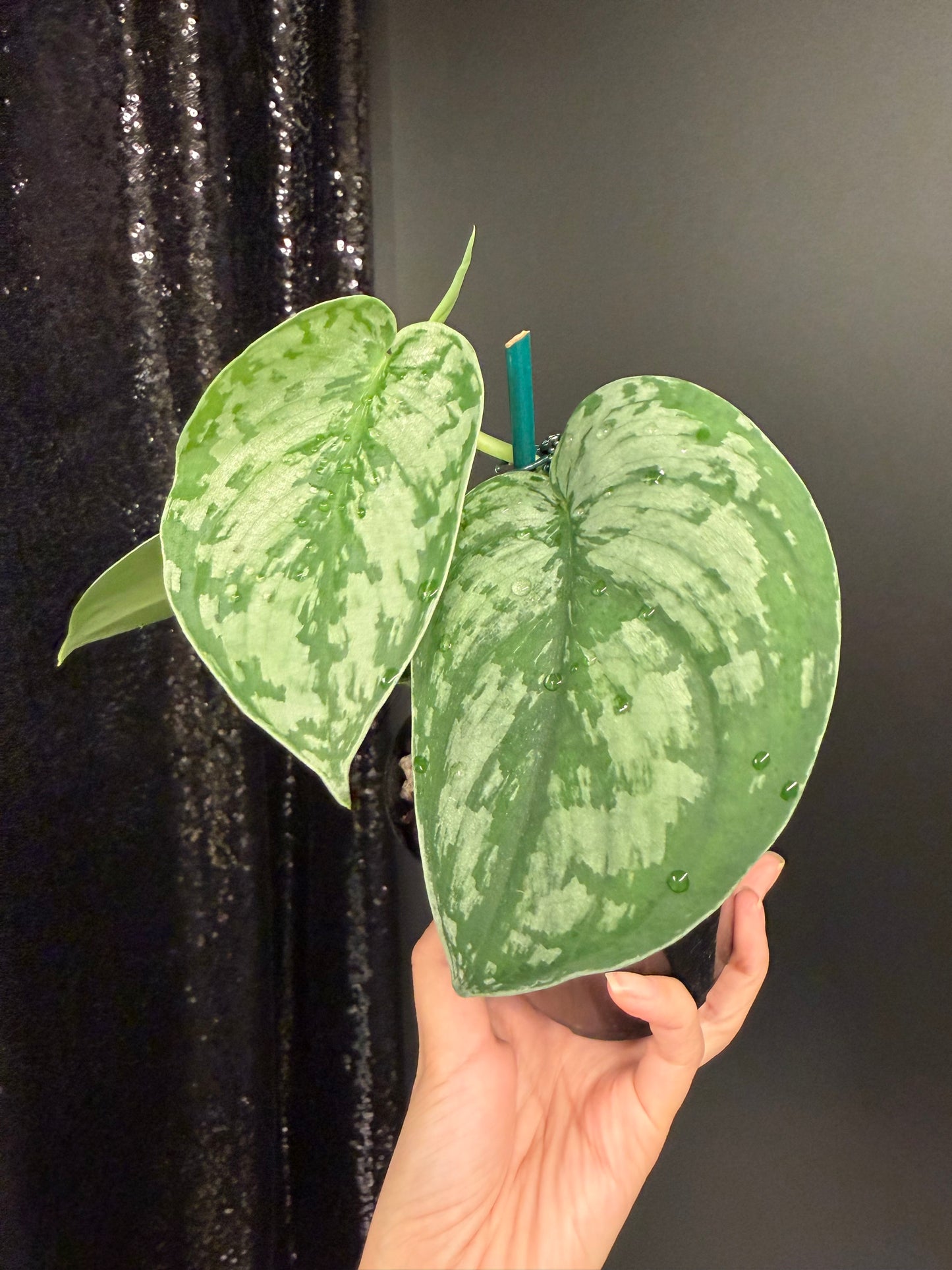 Scindapsus 'Army' Green