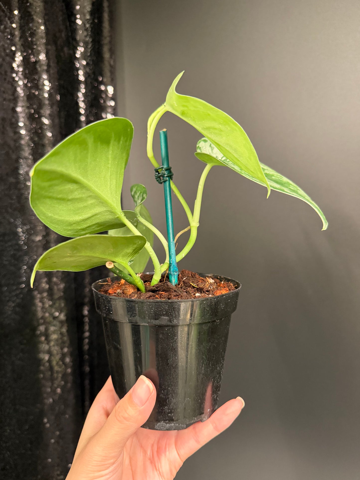 Scindapsus 'Army' Green