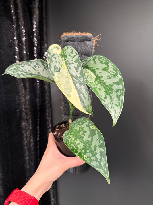 Scindapsus 'Lakambini' (with pole)