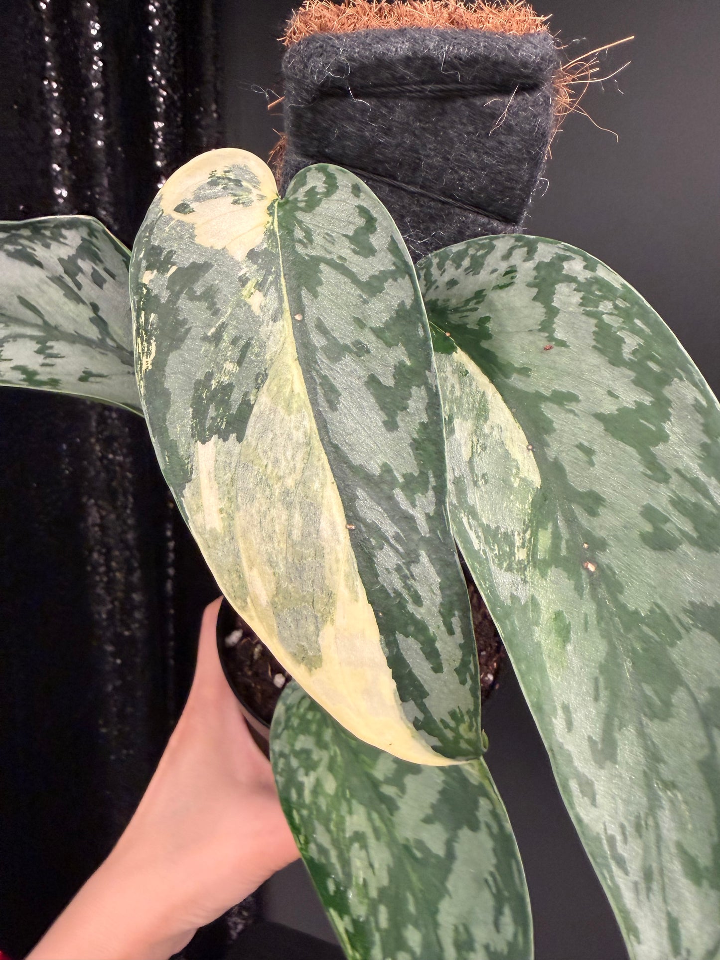 Scindapsus 'Lakambini' (with pole)