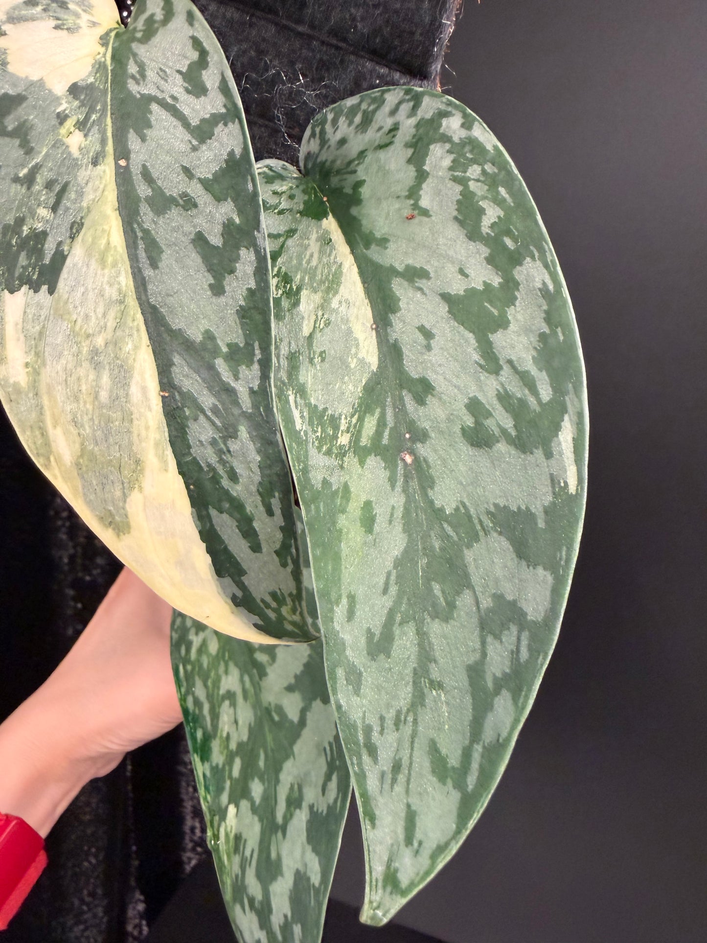 Scindapsus 'Lakambini' (with pole)