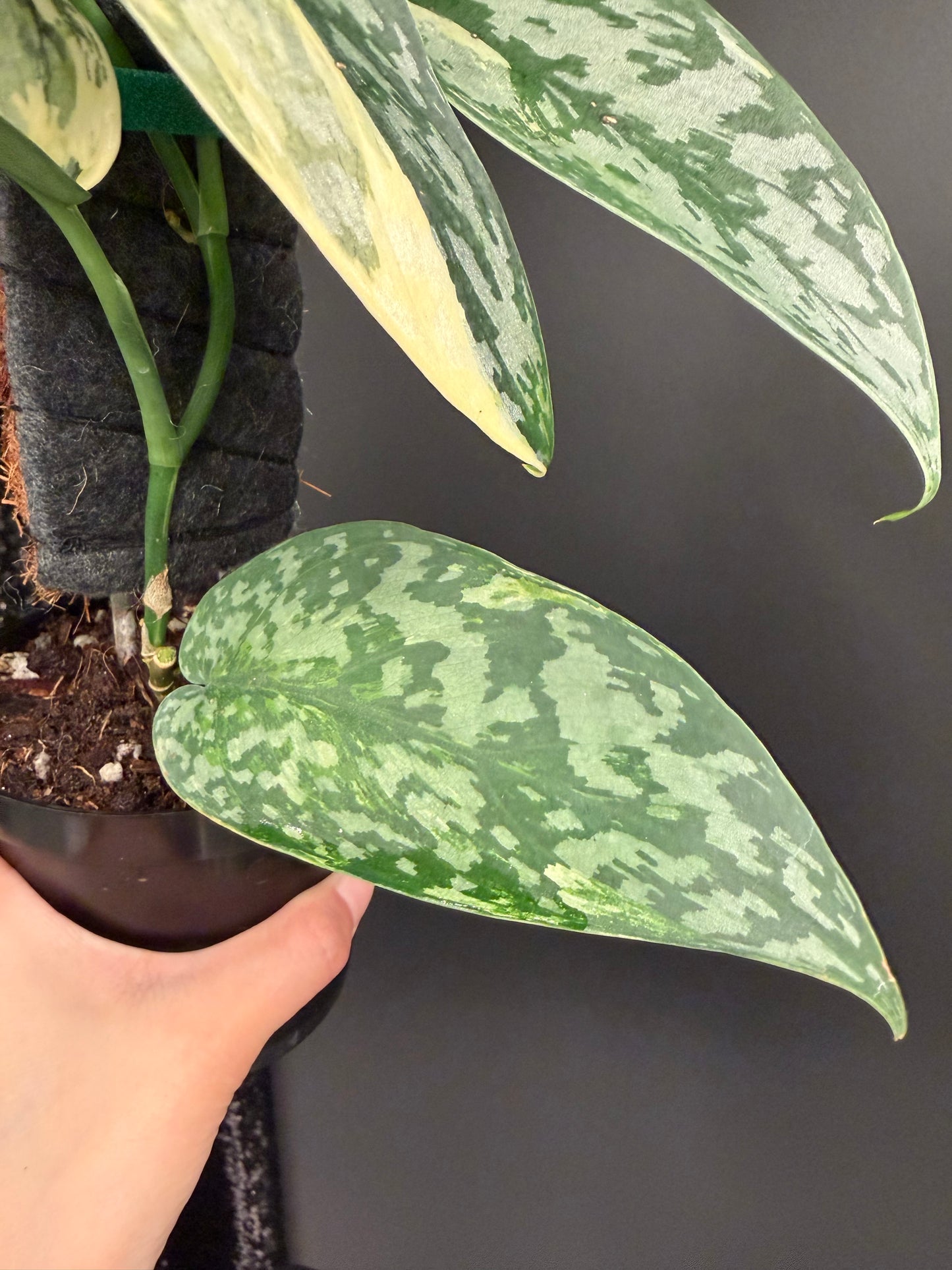 Scindapsus 'Lakambini' (with pole)