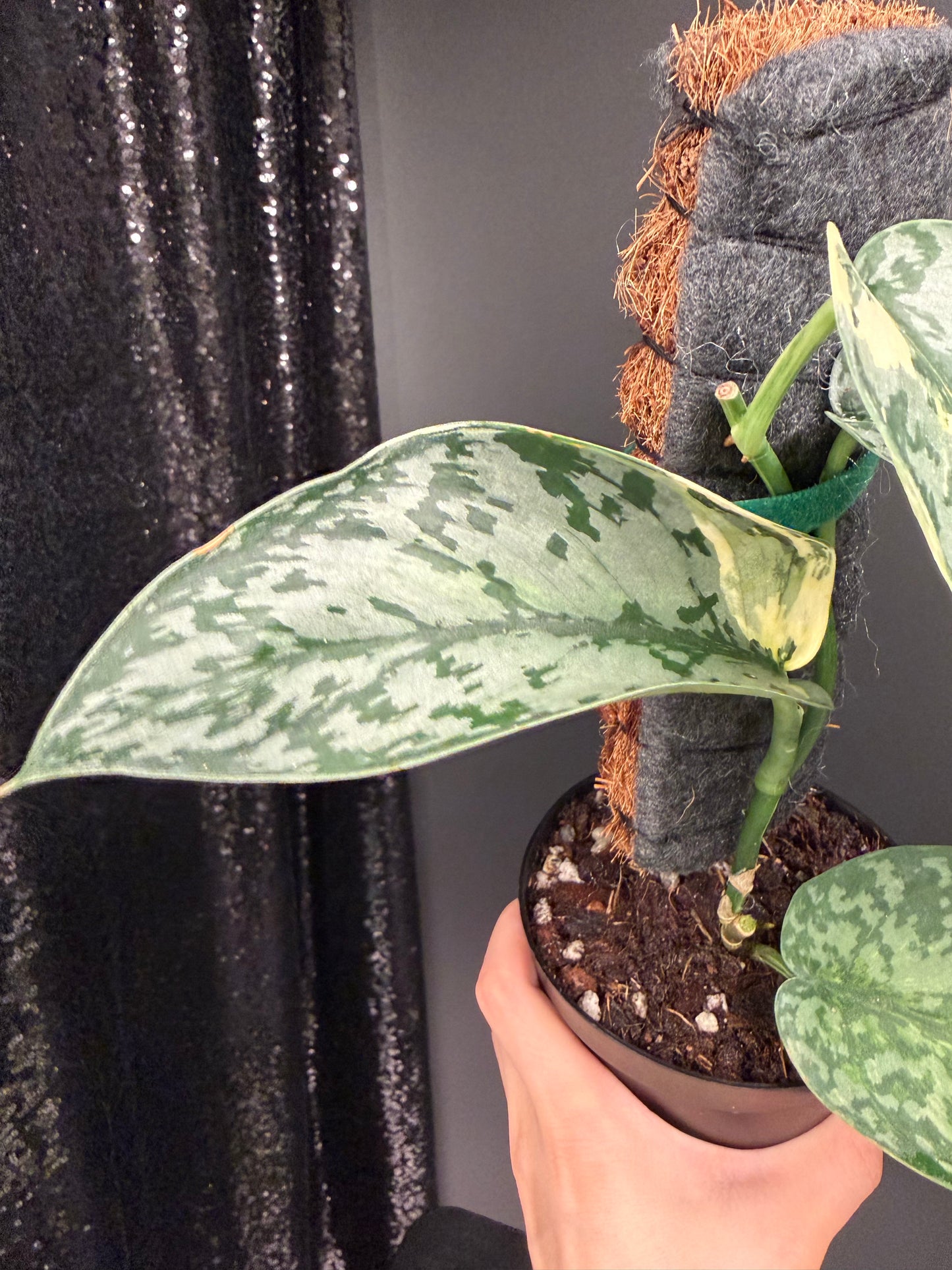 Scindapsus 'Lakambini' (with pole)