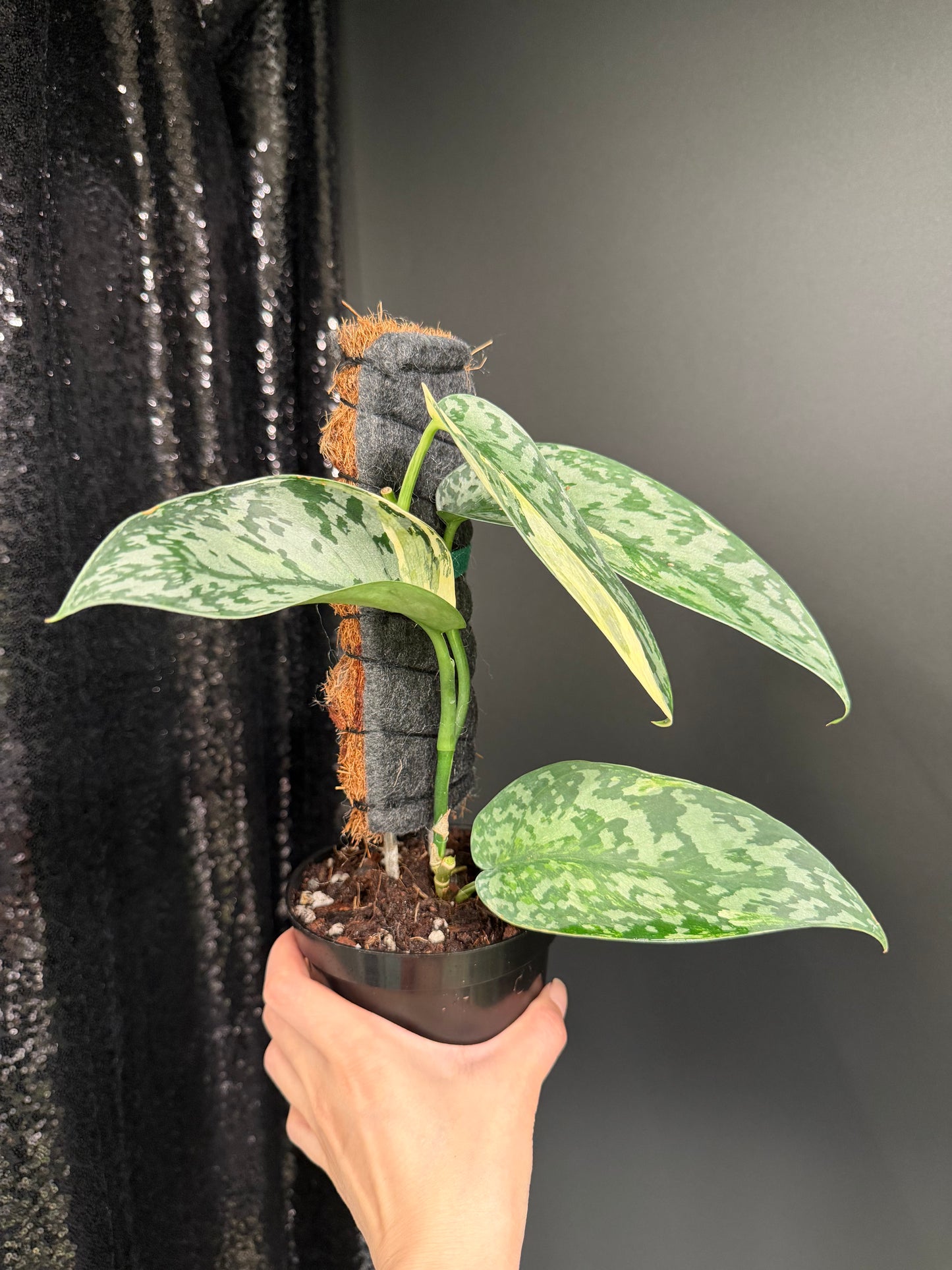 Scindapsus 'Lakambini' (with pole)