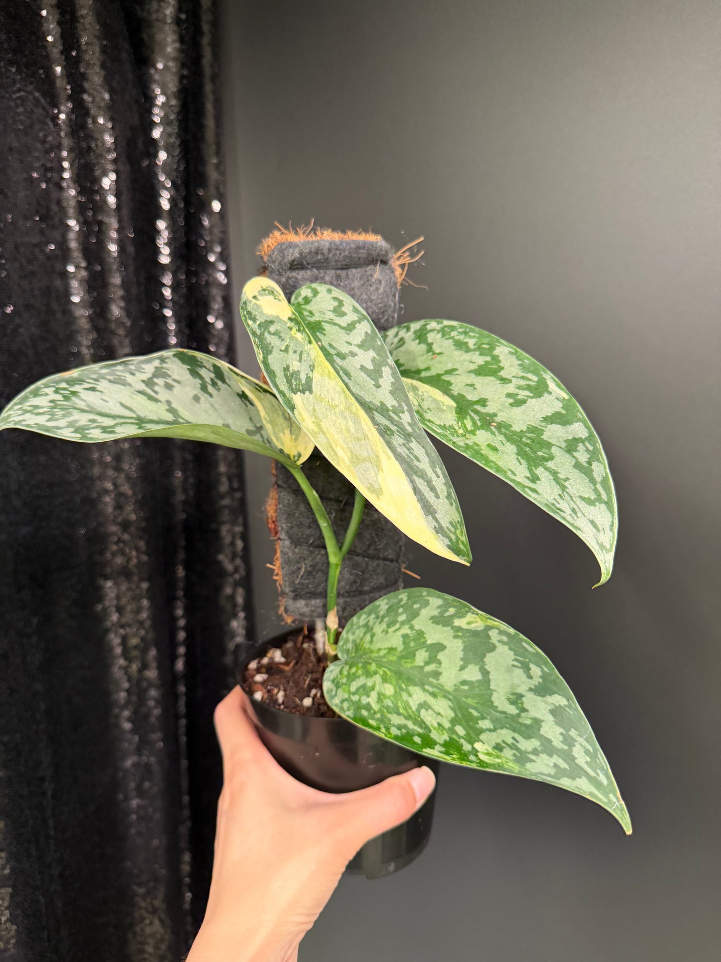 Scindapsus 'Lakambini' (with pole)