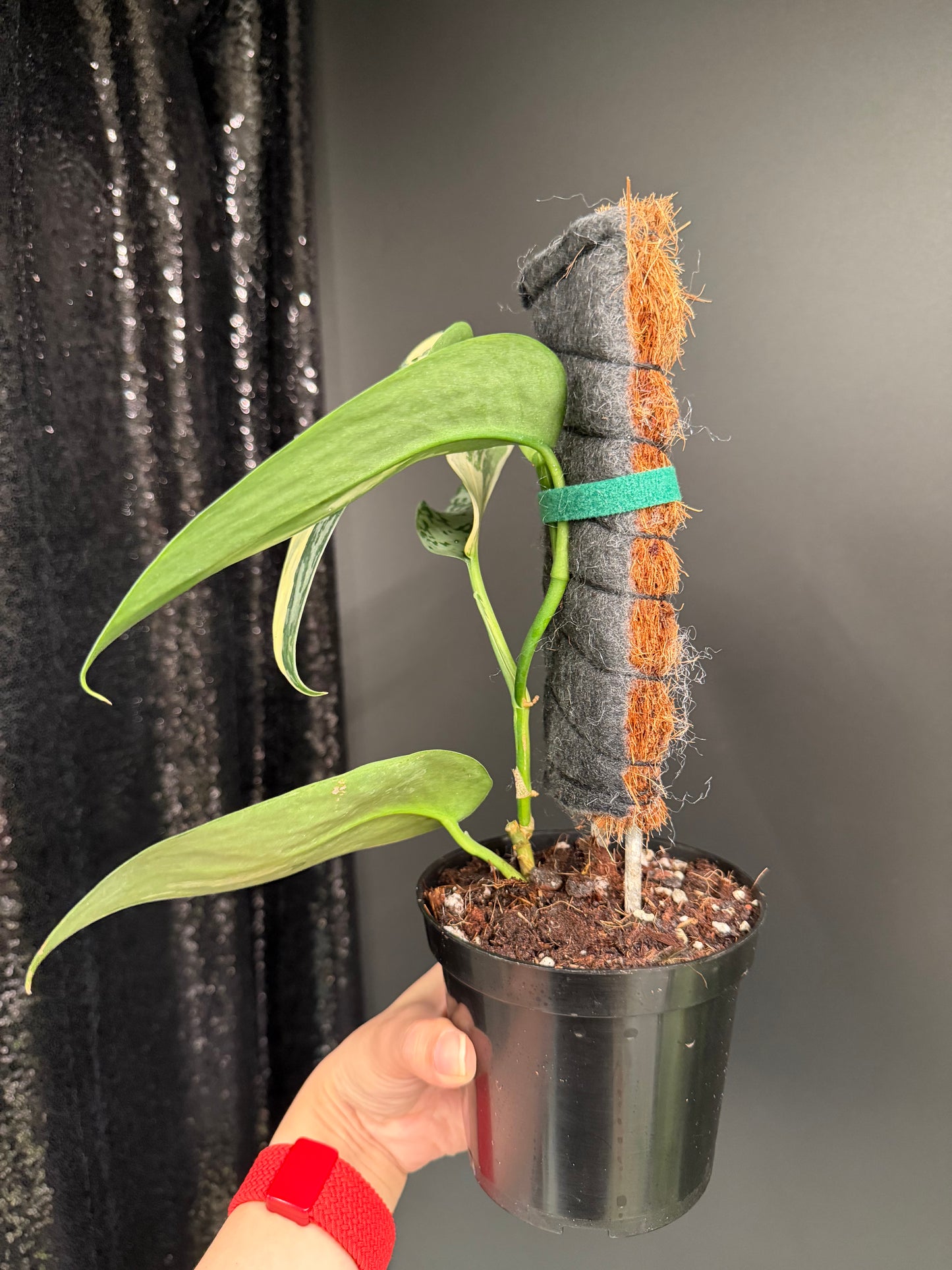 Scindapsus 'Lakambini' (with pole)