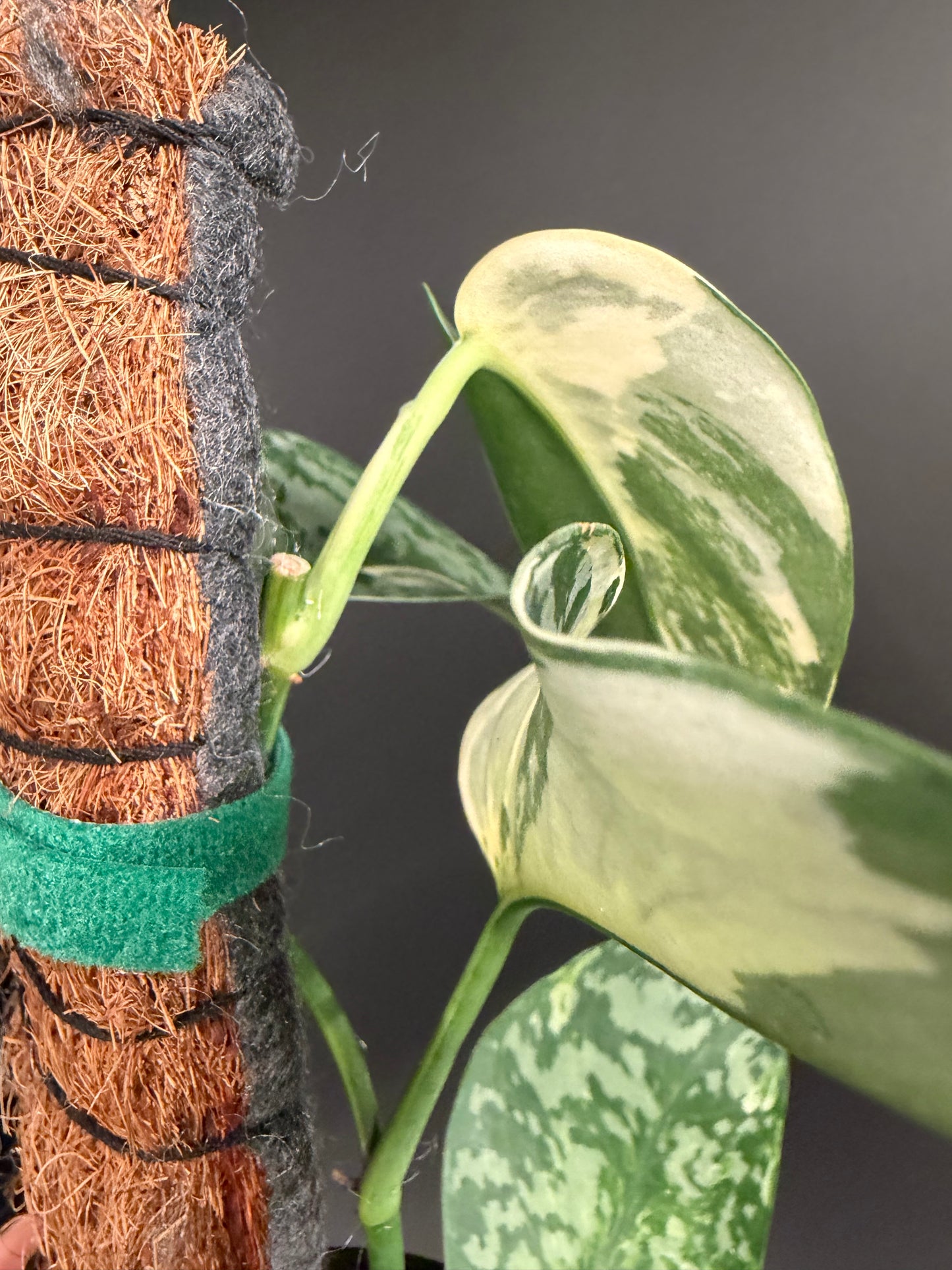 Scindapsus 'Lakambini' (with pole)