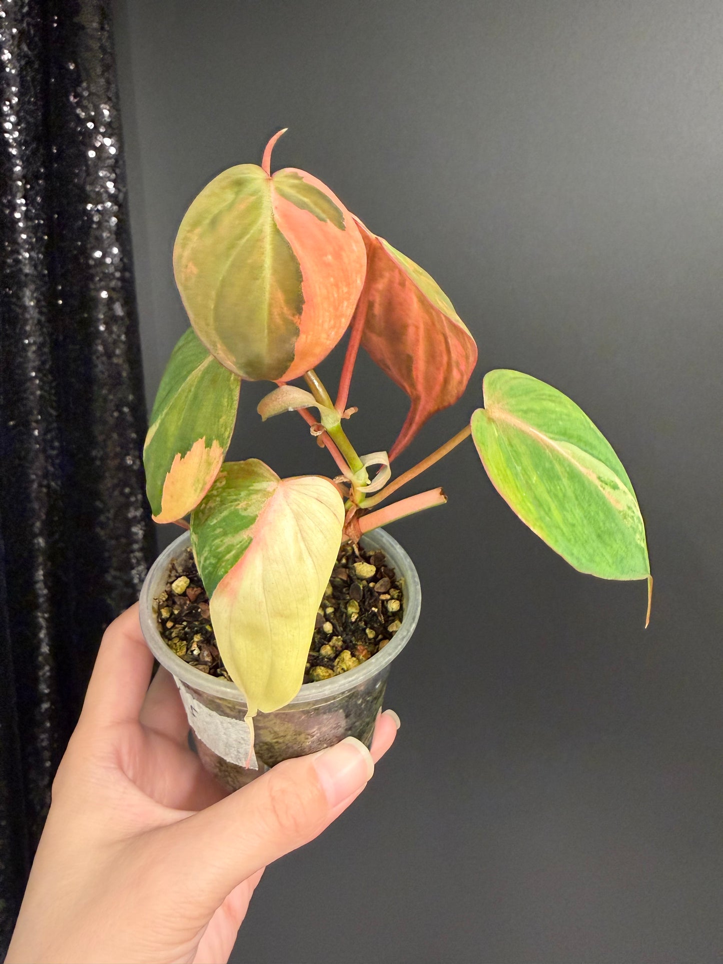 Tricolor Micans Variegated