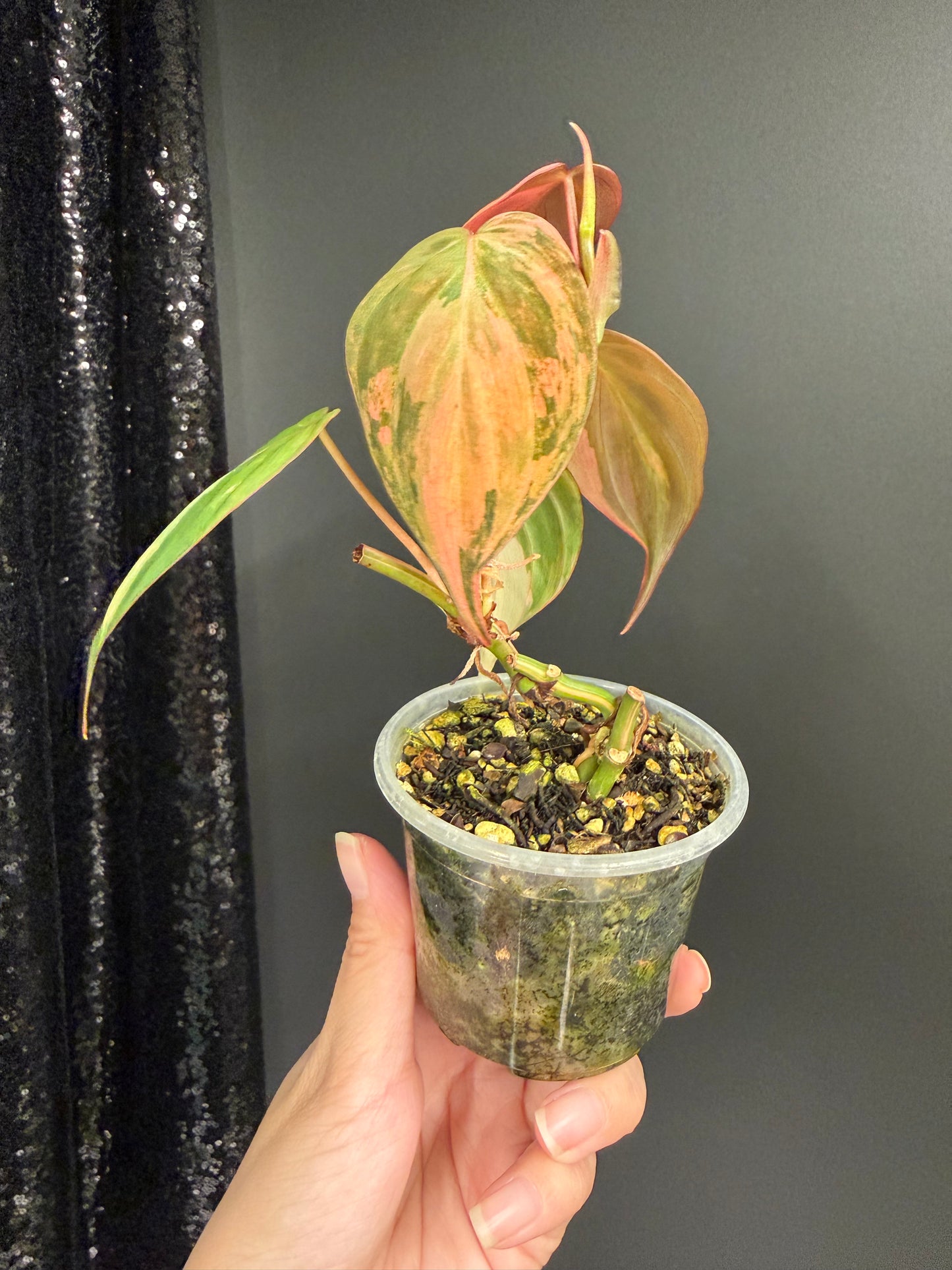 Tricolor Micans Variegated