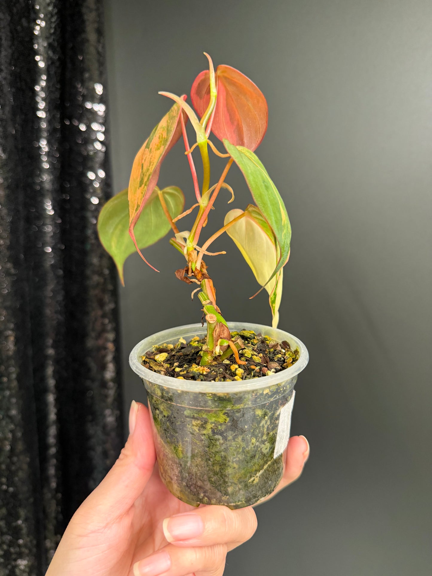 Tricolor Micans Variegated