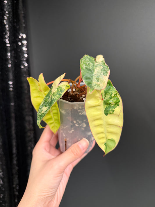 Philodendron Billietiae Variegated in 2.6" Pot