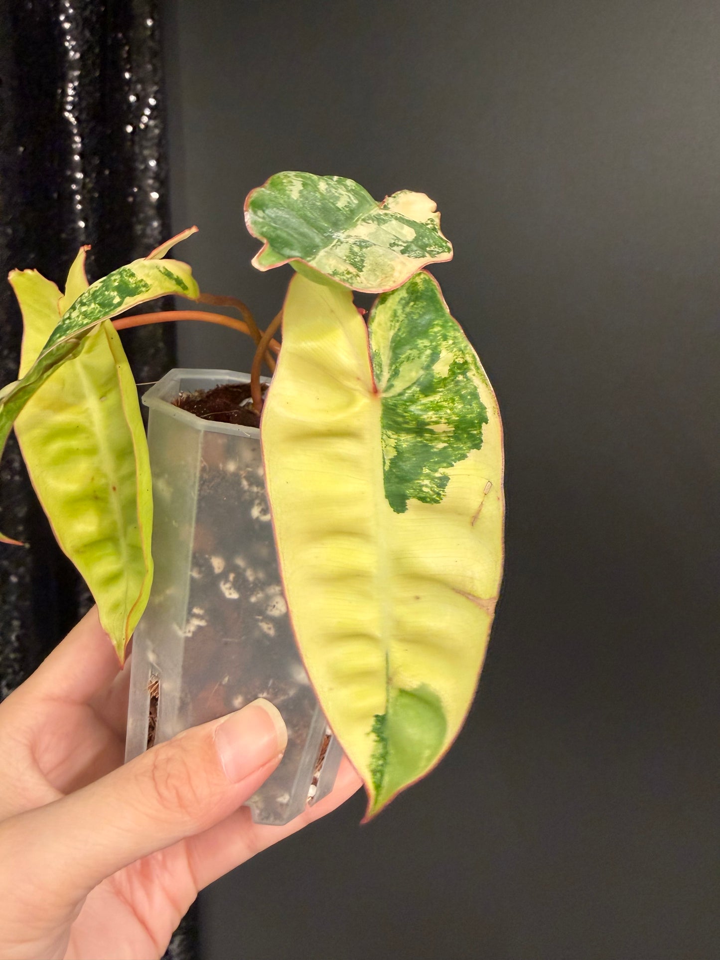 Philodendron Billietiae Variegated in 2.6" Pot