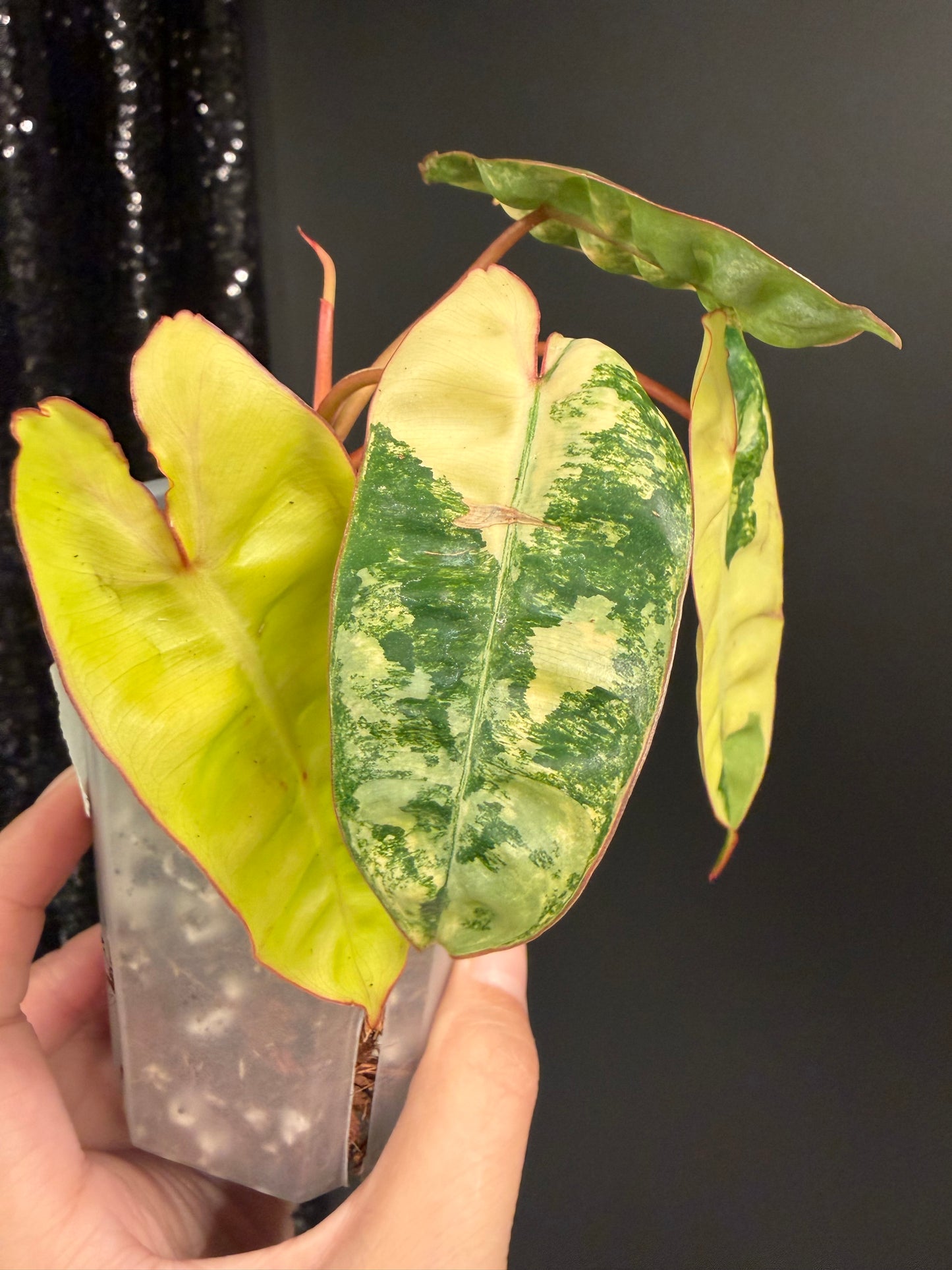 Philodendron Billietiae Variegated in 2.6" Pot