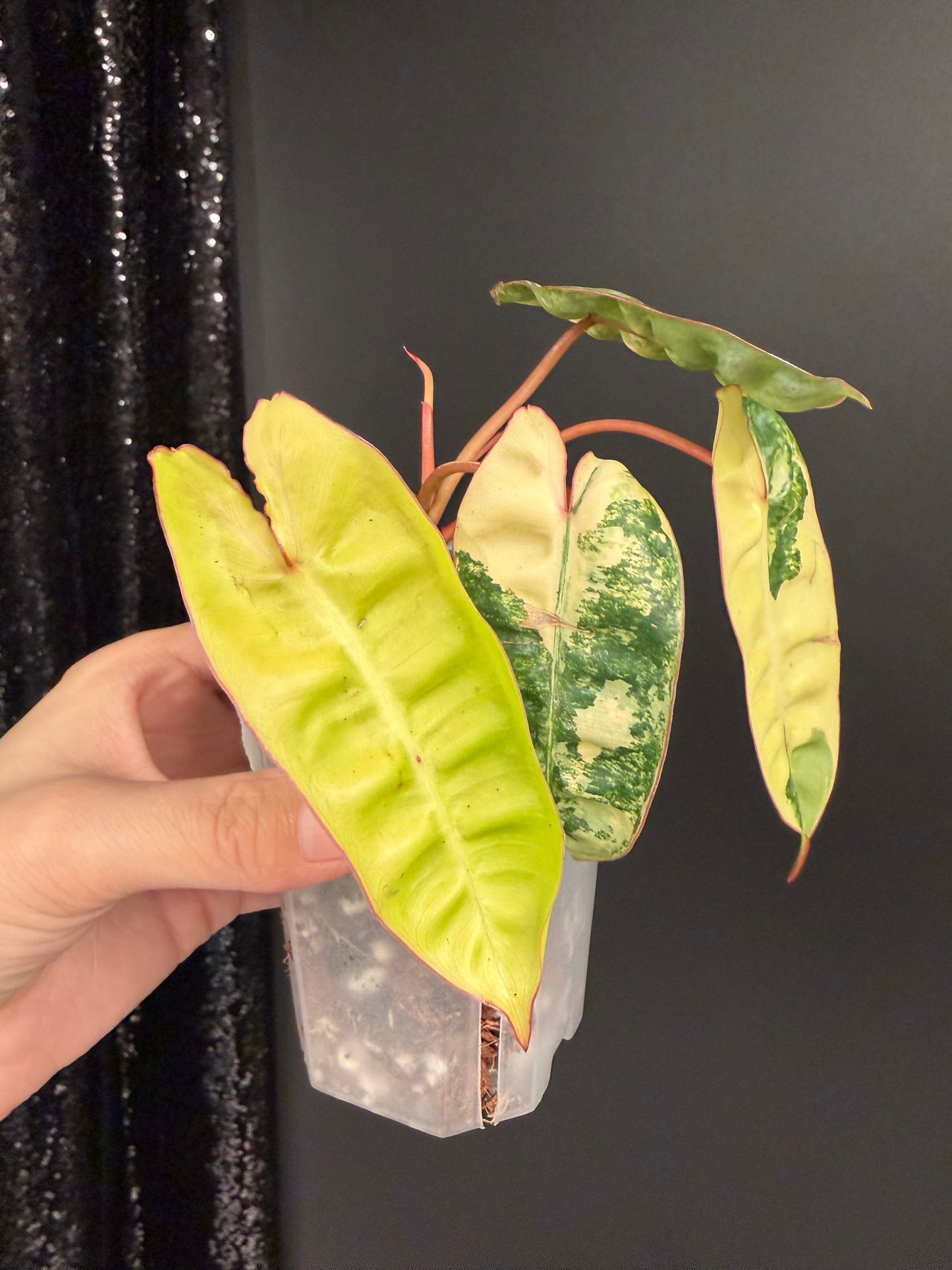 Philodendron Billietiae Variegated in 2.6" Pot