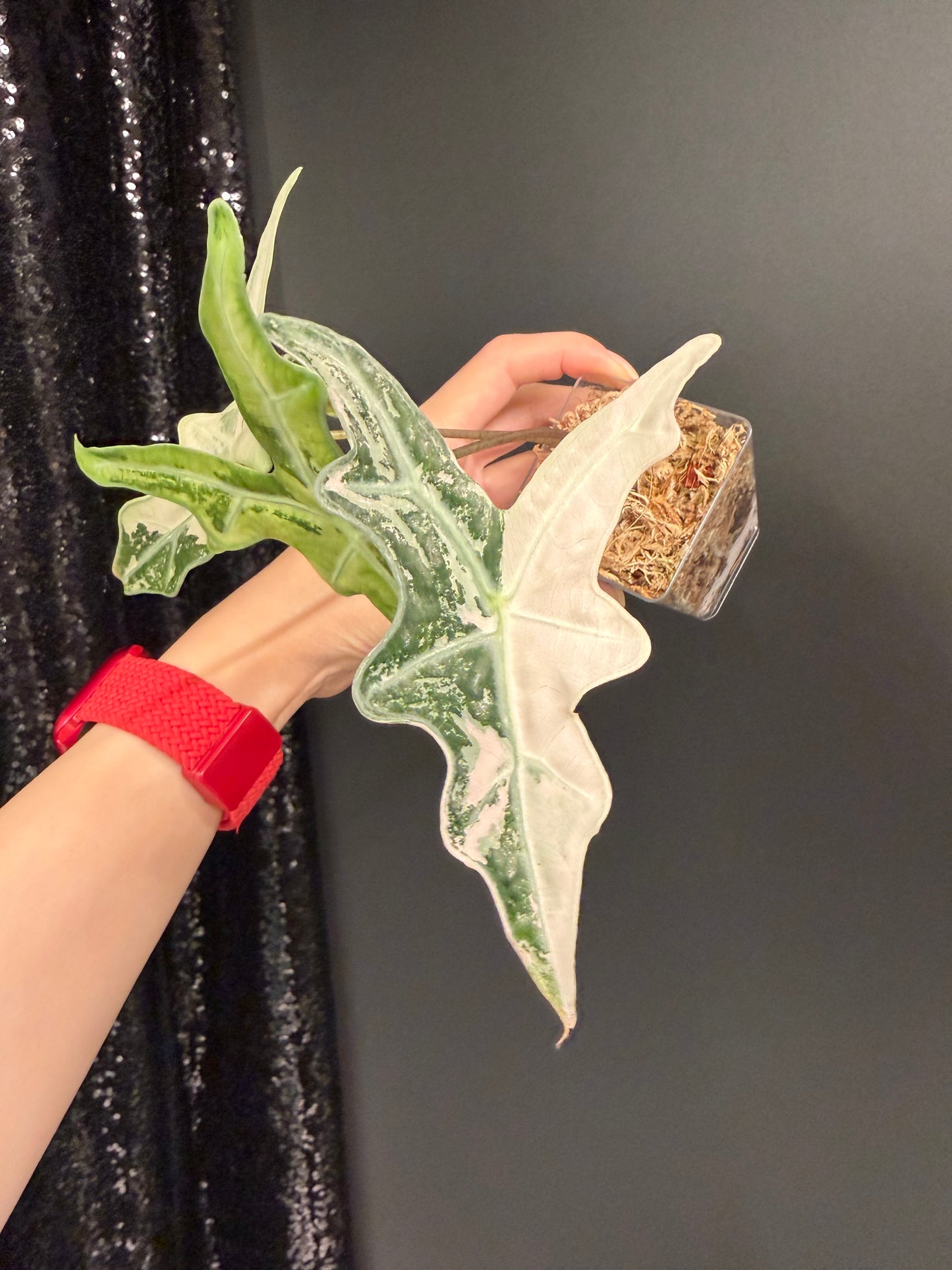 Alocasia Nobilis Pink Variegated