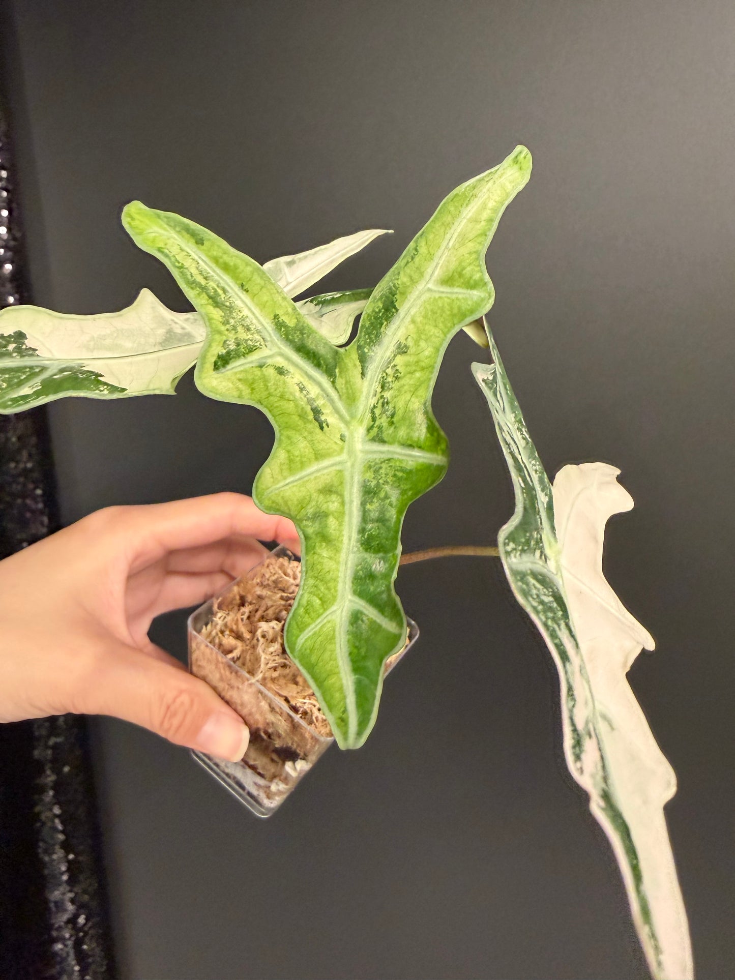 Alocasia Nobilis Pink Variegated