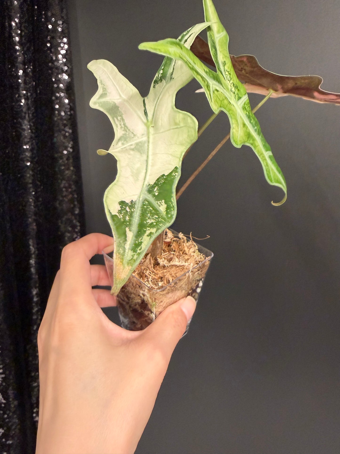 Alocasia Nobilis Pink Variegated