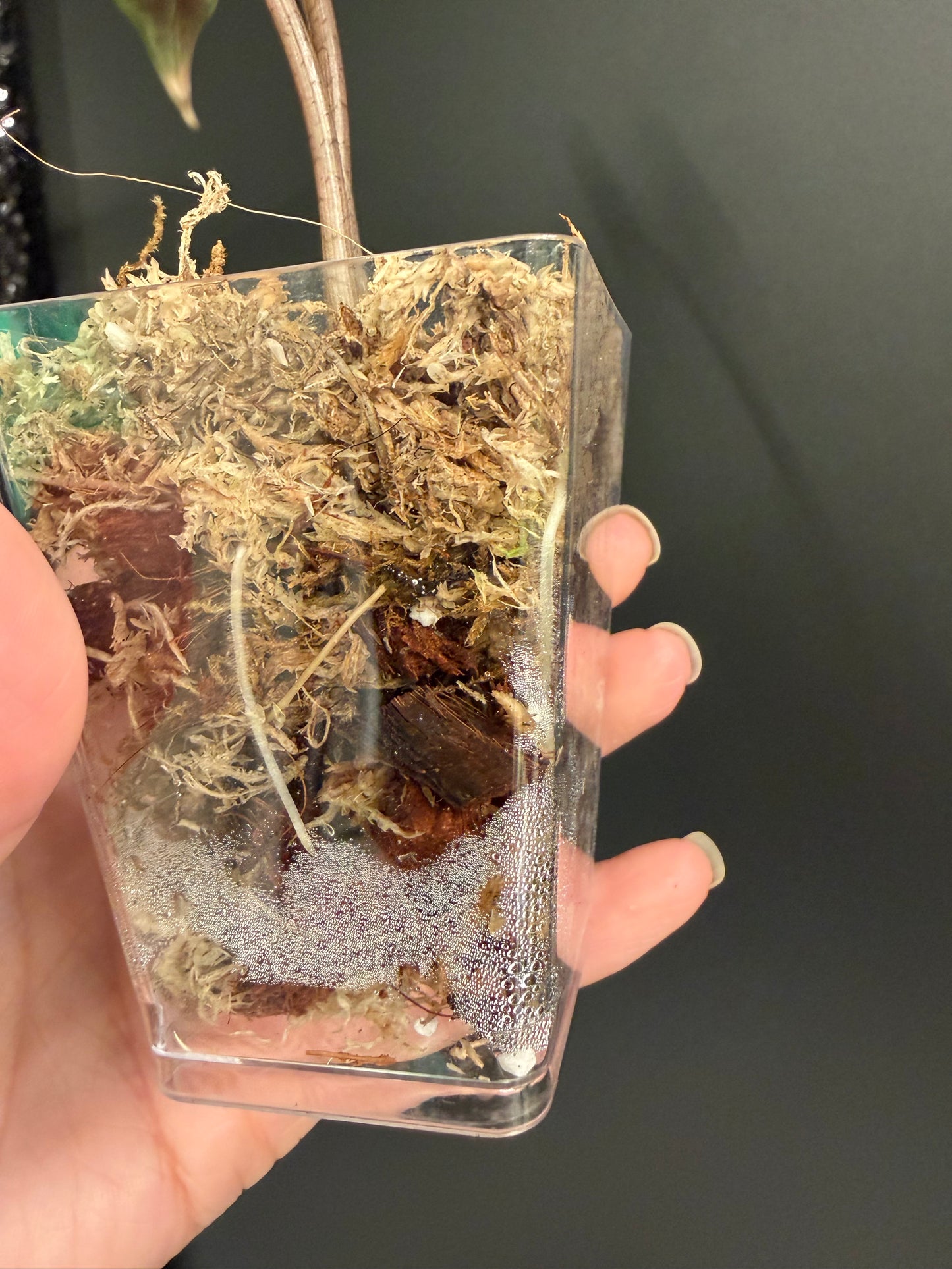 Alocasia Nobilis Pink Variegated