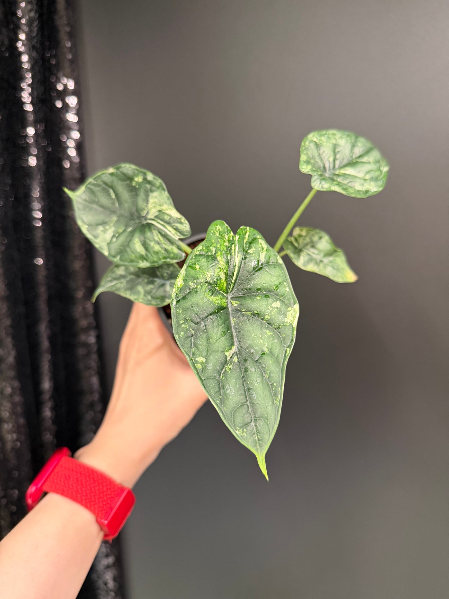 Alocasia baginda 'Dragon Scale' Mint