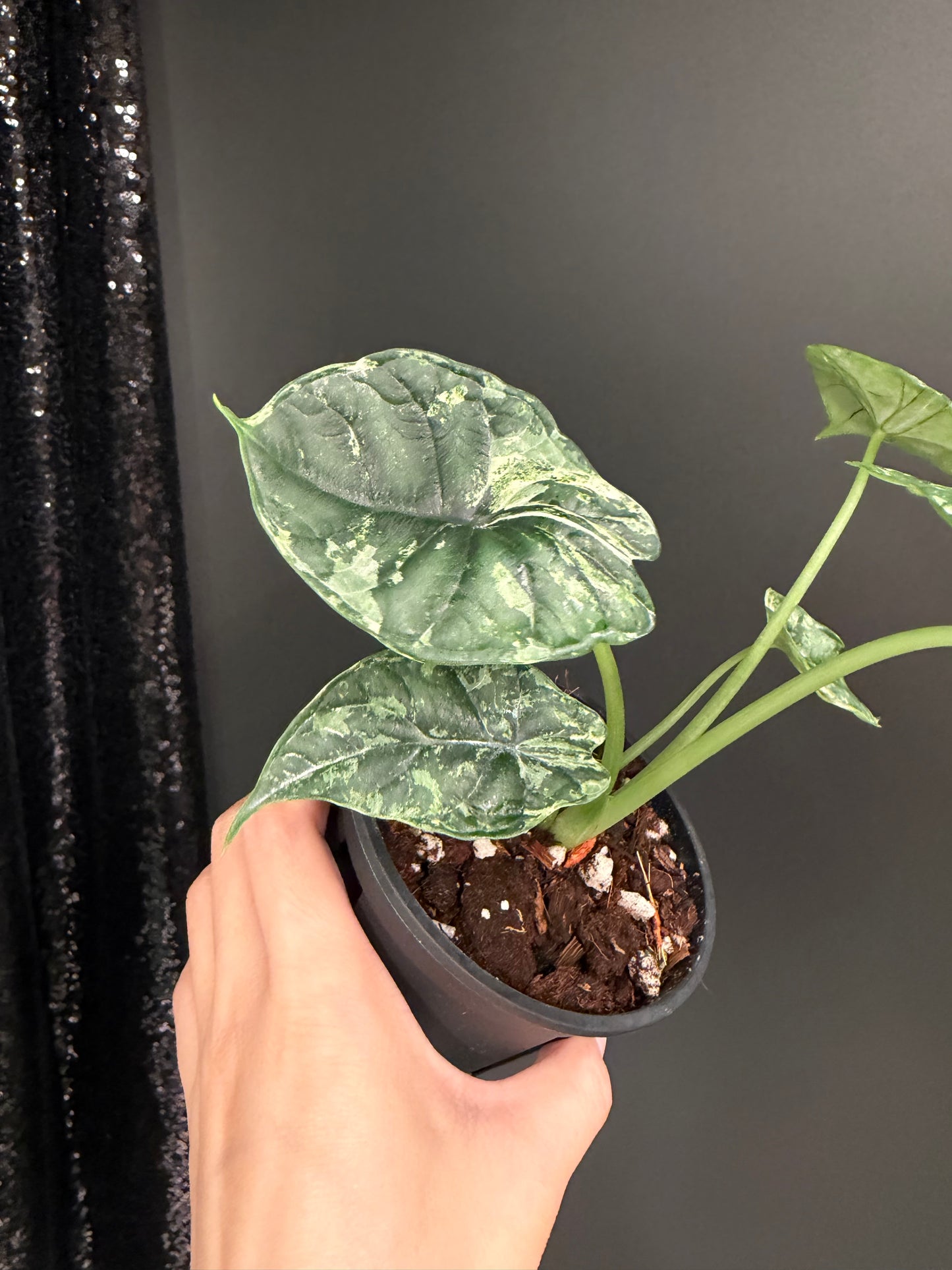 Alocasia baginda 'Dragon Scale' Mint
