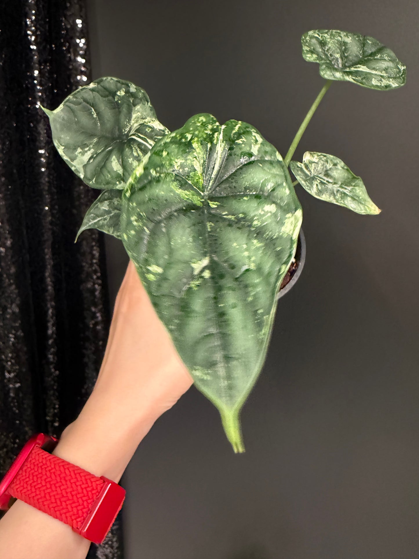 Alocasia baginda 'Dragon Scale' Mint