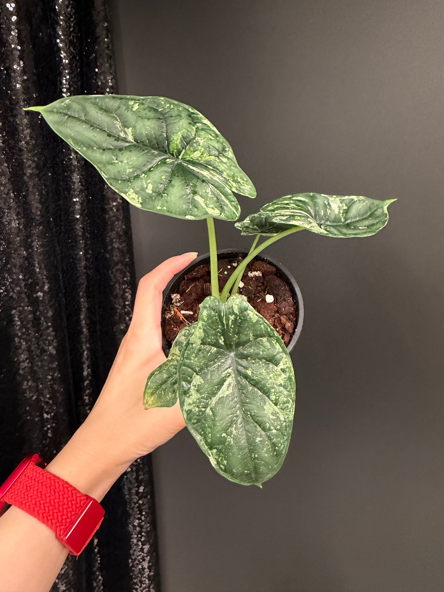 Alocasia baginda 'Dragon Scale' Mint
