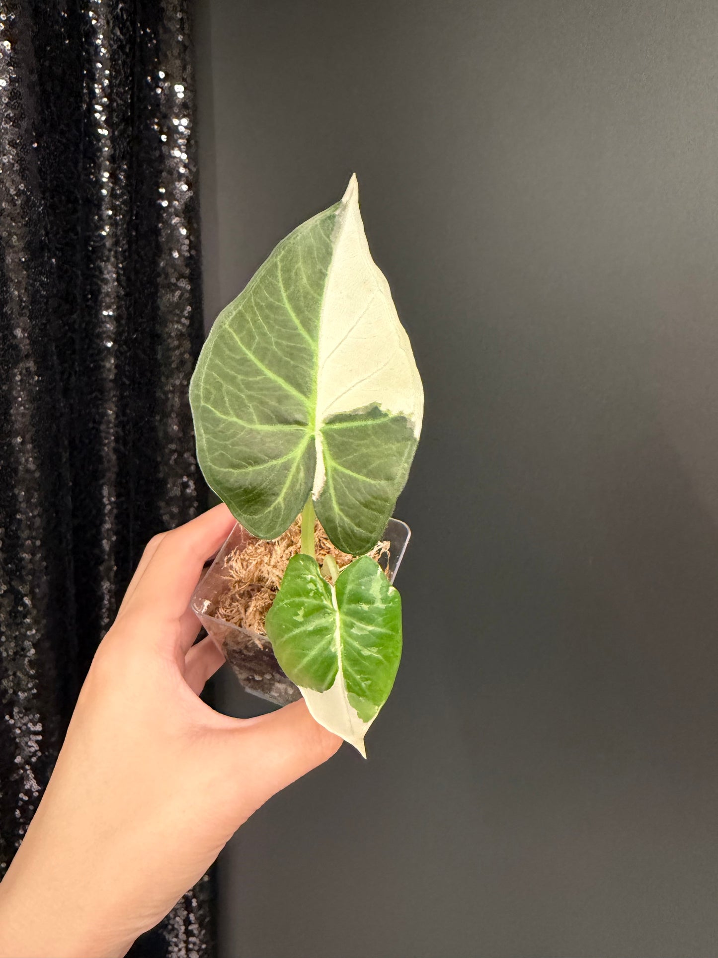 Alocasia Regal Shield albo