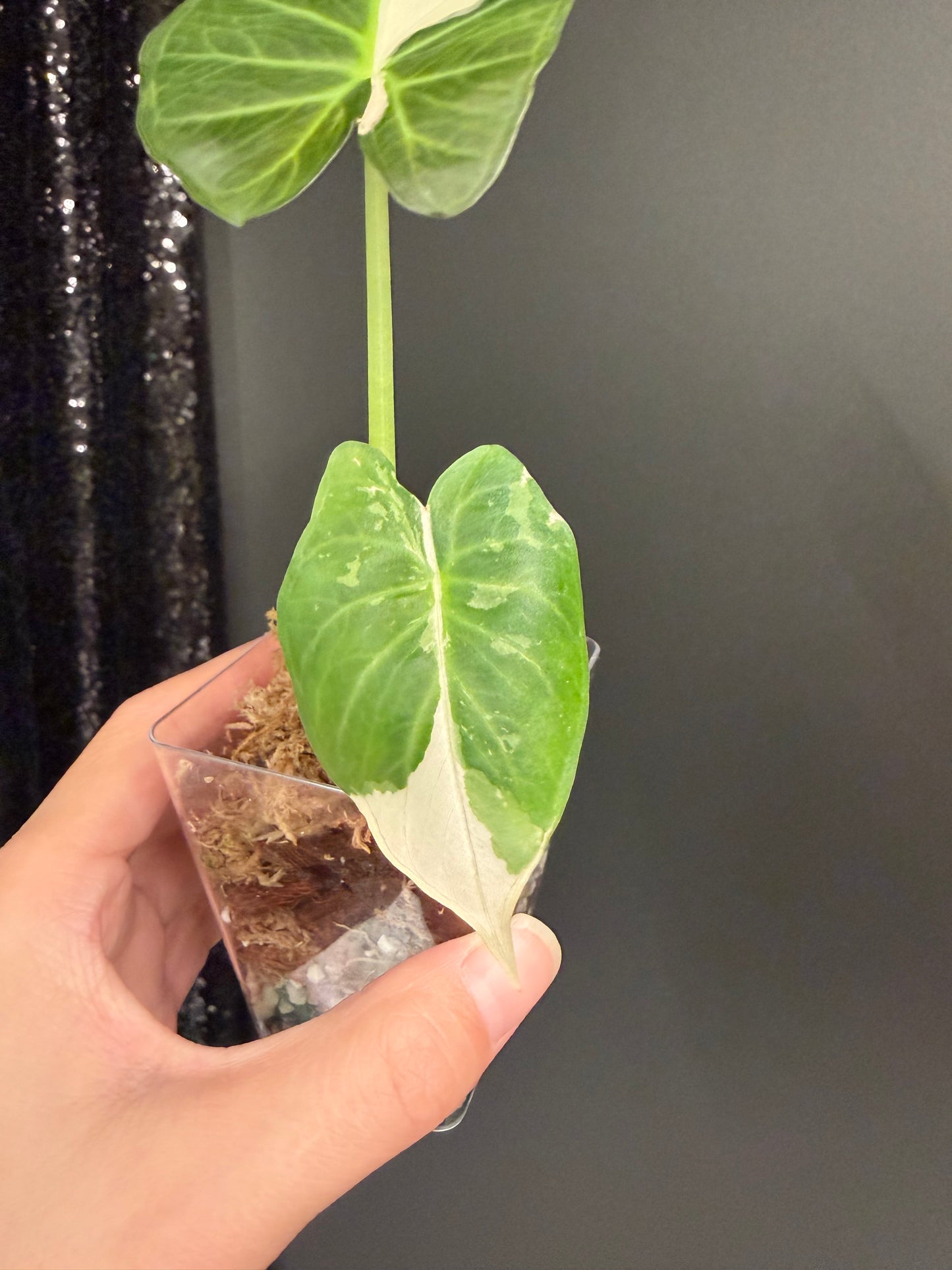 Alocasia Regal Shield albo