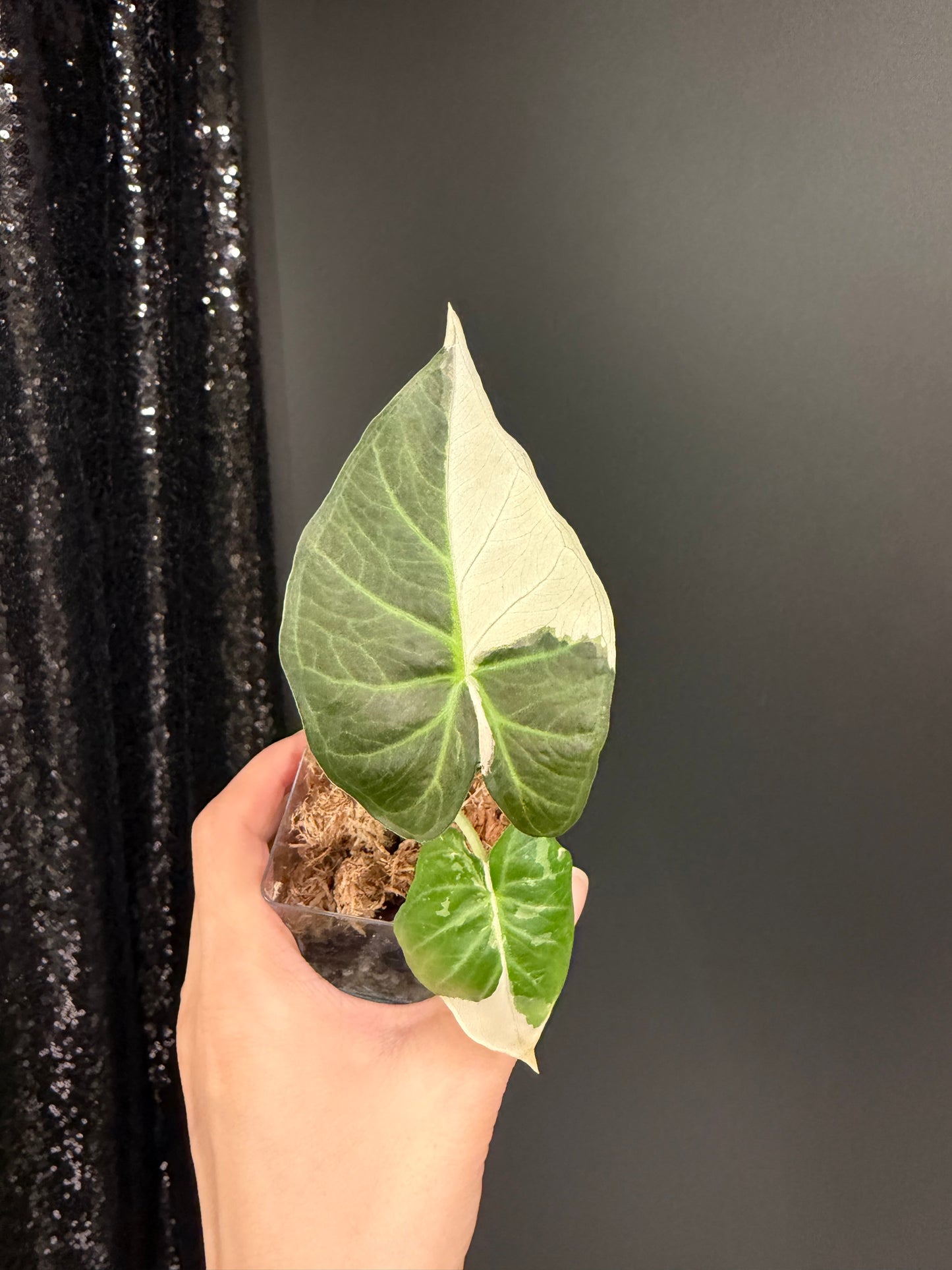 Alocasia Regal Shield albo